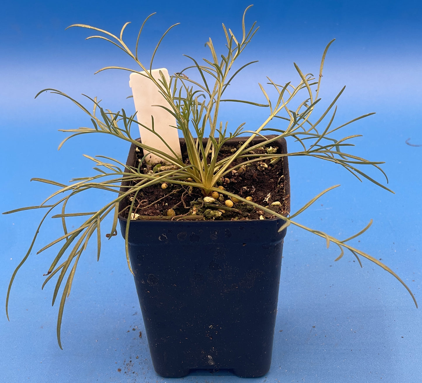 Navajo Tea Starter Plant - Thelesperma filifolium - Hopi Tea- Also Makes Yellow Dye - No Shipping To Cailifornia Or Arizona!
