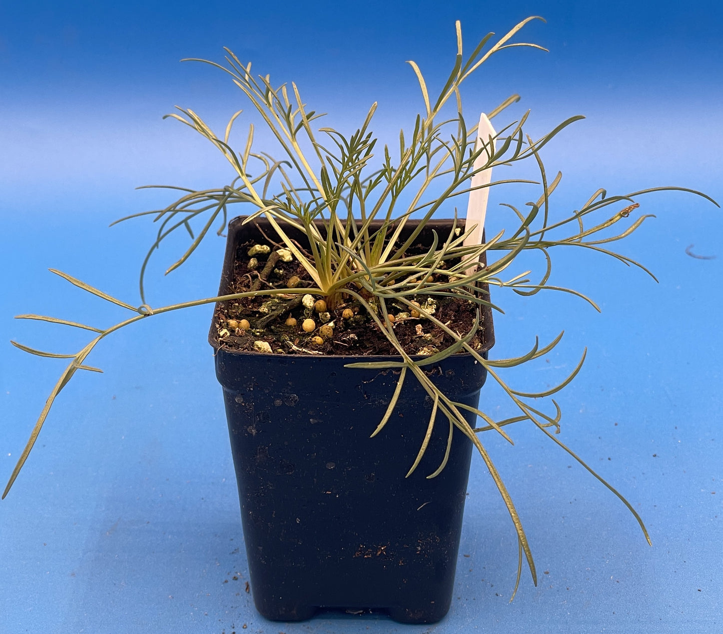 Navajo Tea Starter Plant - Thelesperma filifolium - Hopi Tea- Also Makes Yellow Dye - No Shipping To Cailifornia Or Arizona!