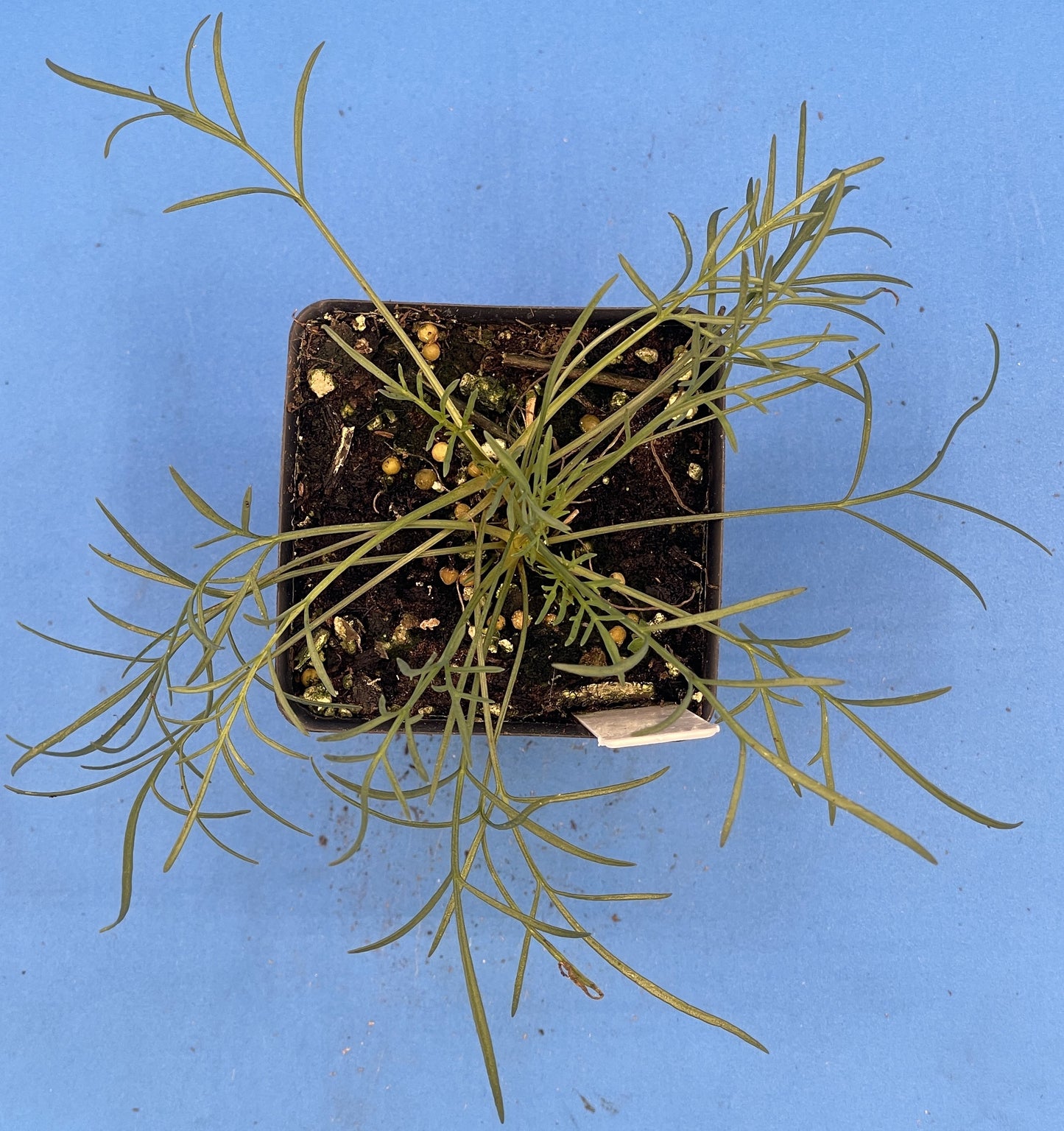 Navajo Tea Starter Plant - Thelesperma filifolium - Hopi Tea- Also Makes Yellow Dye - No Shipping To Cailifornia Or Arizona!