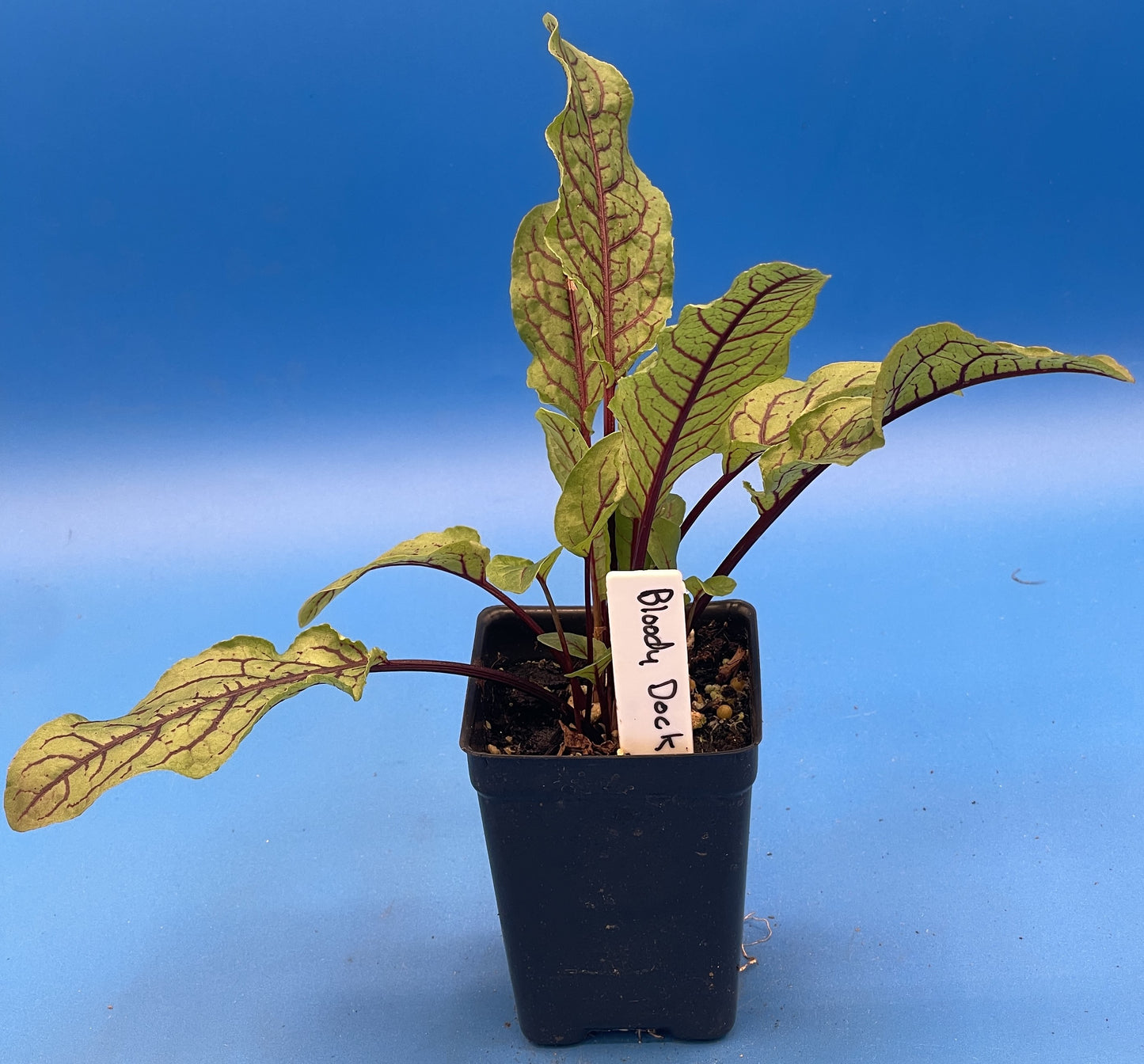 Red Veined Sorrel Starter Plant - Rumex sanguineus - Bloody Dock -  No Shipping To California or Arizona