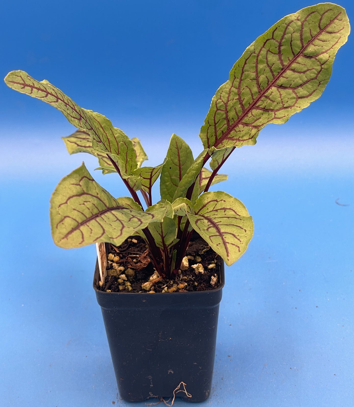 Red Veined Sorrel Starter Plant - Rumex sanguineus - Bloody Dock -  No Shipping To California or Arizona