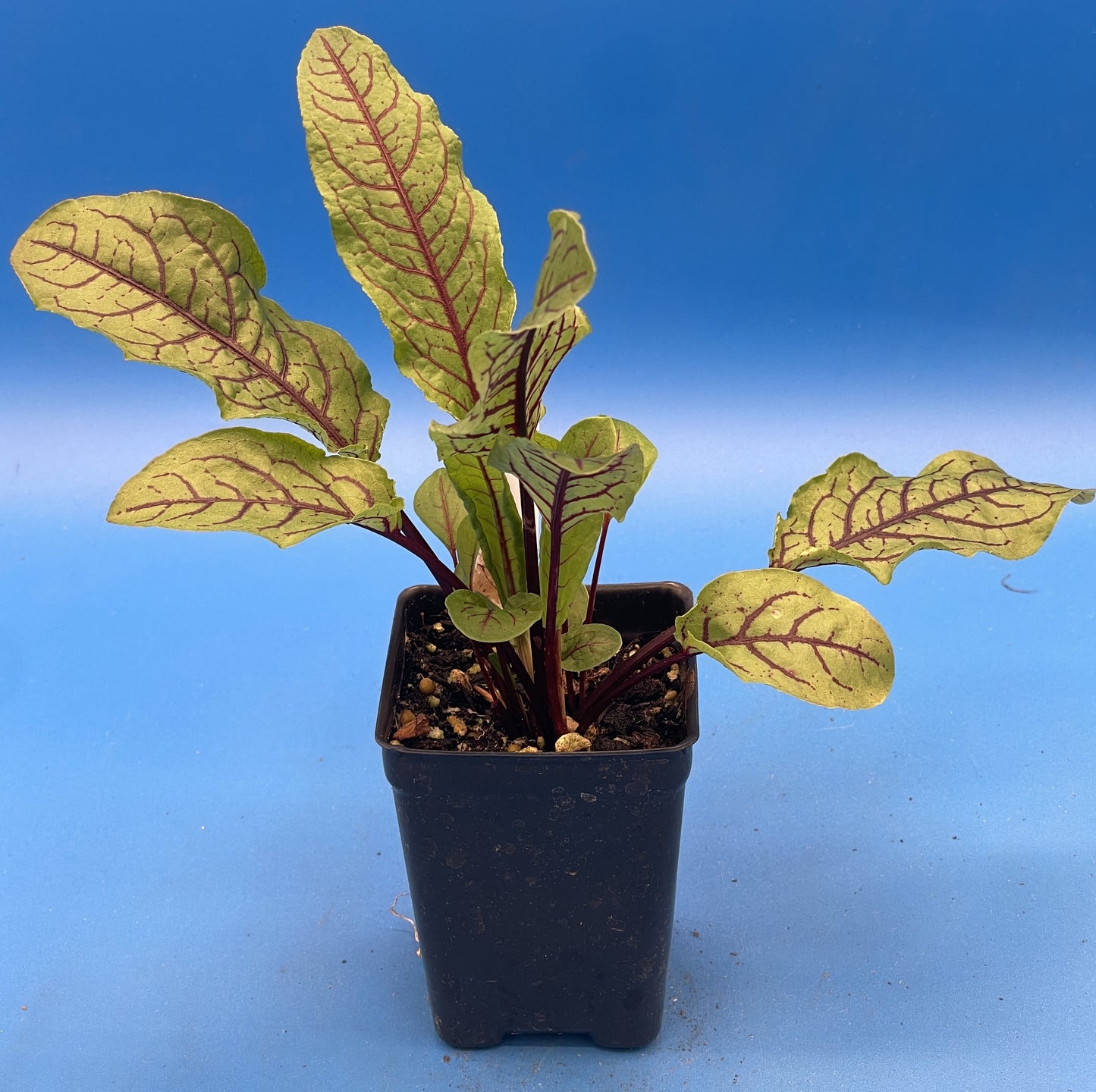 Red Veined Sorrel Starter Plant - Rumex sanguineus - Bloody Dock -  No Shipping To California or Arizona