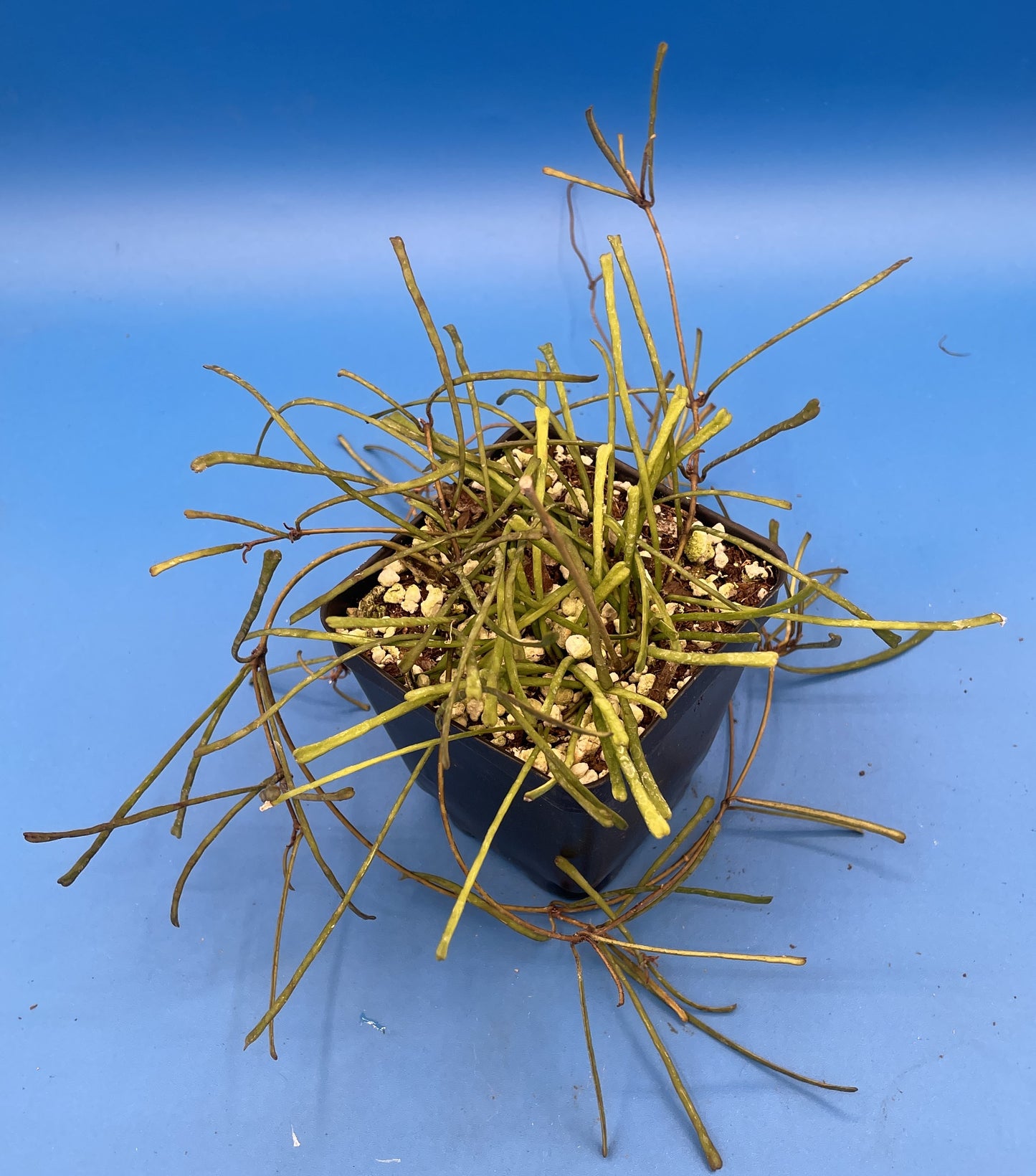 Hoya Retusa Fully Rooted Grown In 3.5" pot - Grass Leafed Hoya - No Shipping To California Or Arizona!