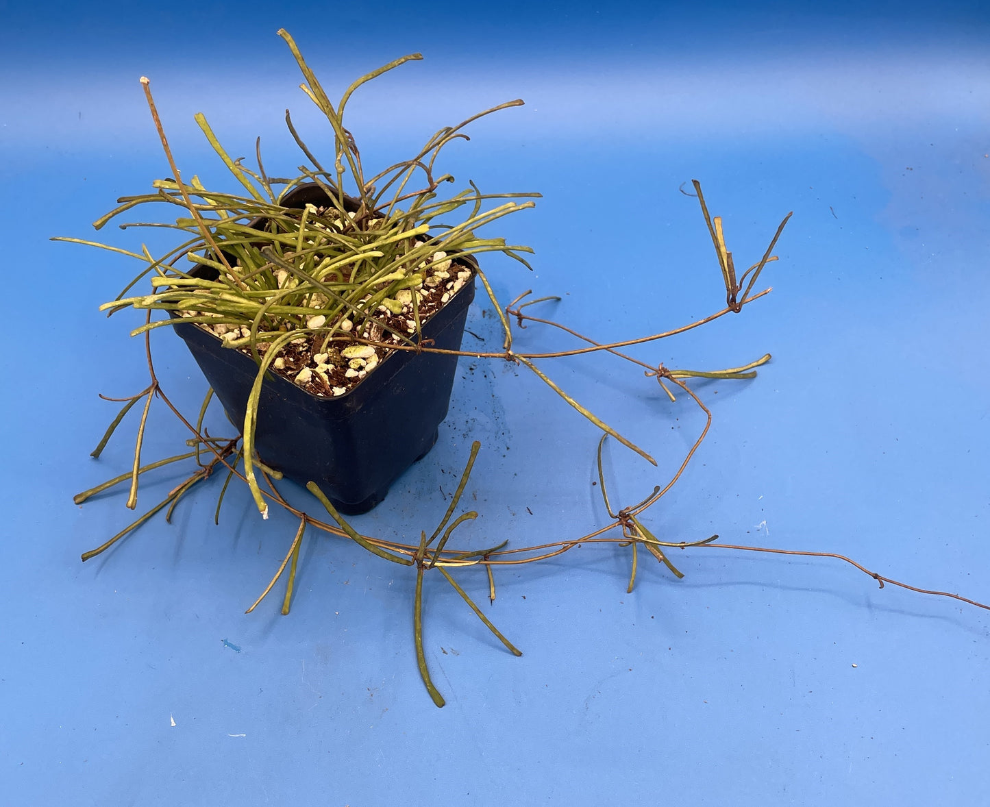 Hoya Retusa Fully Rooted Grown In 3.5" pot - Grass Leafed Hoya - No Shipping To California Or Arizona!