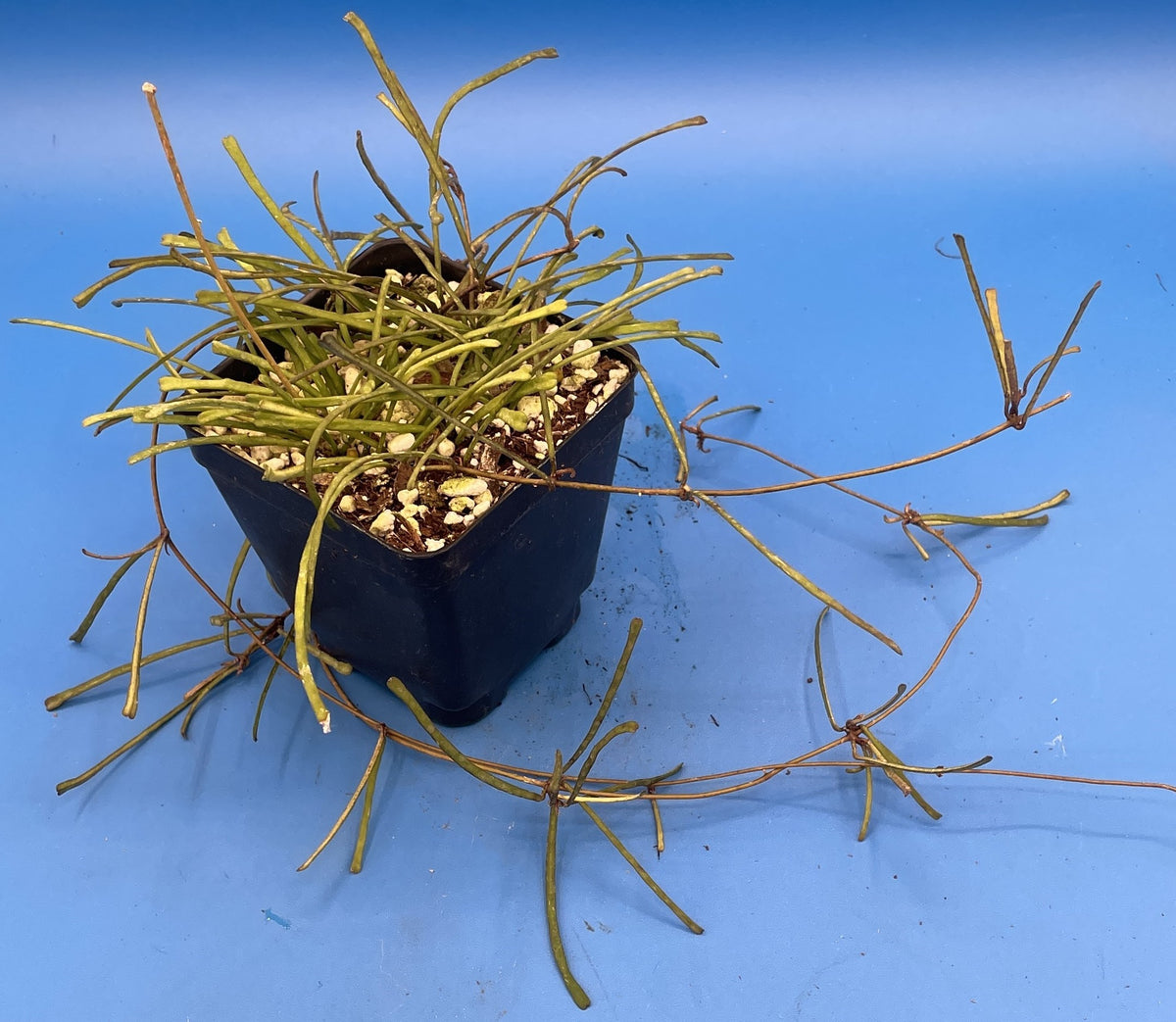 Hoya Retusa - Rooted In 3.5" pot - Grass Leafed Hoya - Many Nodes!