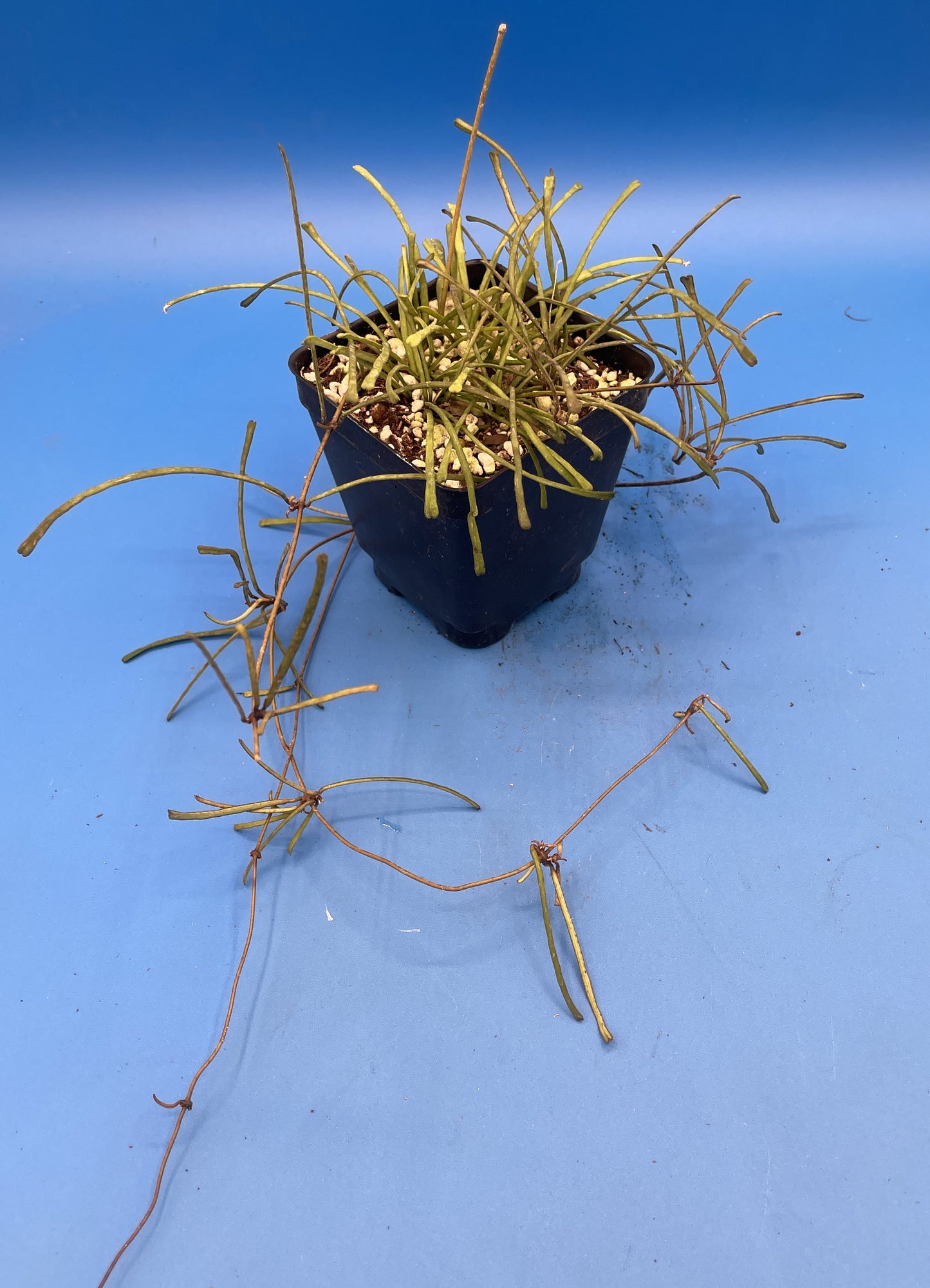 Hoya Retusa Fully Rooted Grown In 3.5" pot - Grass Leafed Hoya - No Shipping To California Or Arizona!