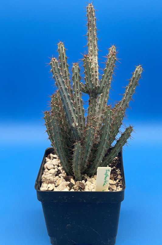 Euphorbia Louwii HUGE! - 4.5 Inch Pot - Super Healthy! Lots of Stems!
