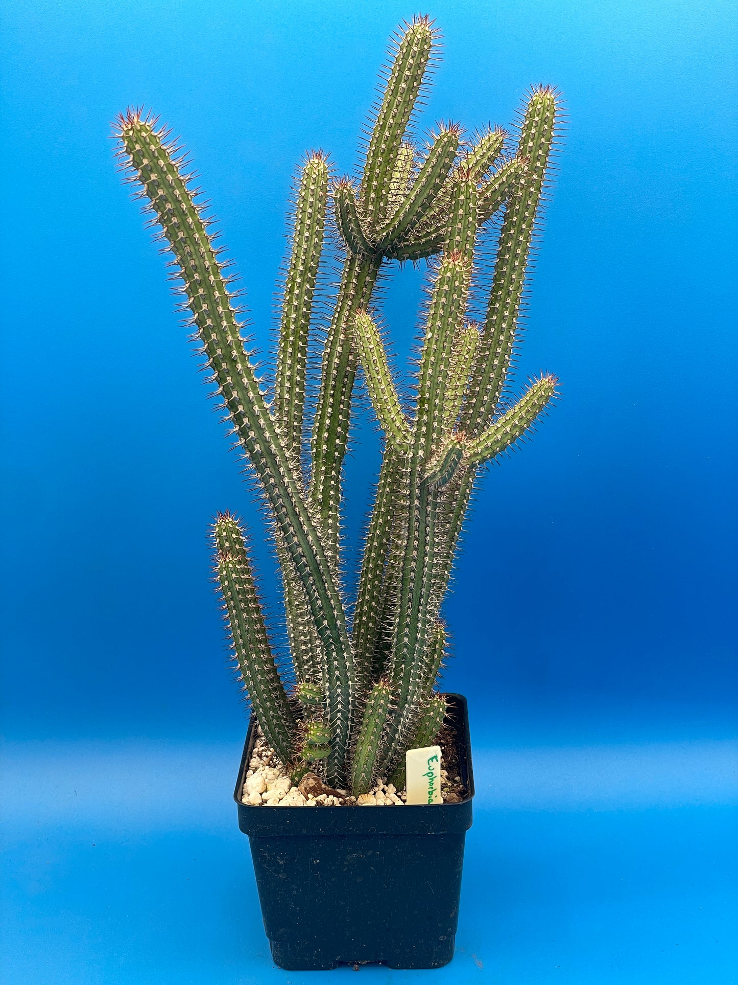 Euphorbia baioensis HUGE! - 4.5 Inch Pot - Super Healthy! USA Grown!