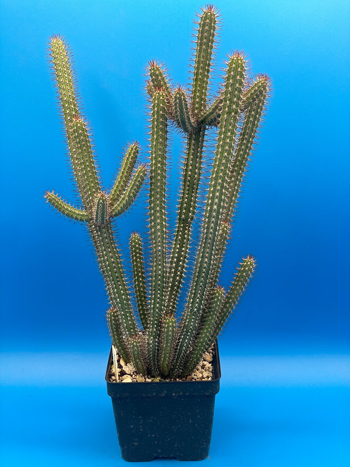 Euphorbia baioensis HUGE! - 4.5 Inch Pot - Super Healthy! USA Grown!