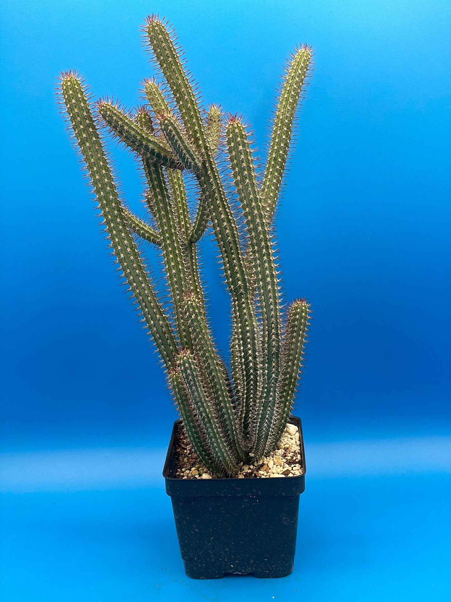 Euphorbia baioensis HUGE! - 4.5 Inch Pot - Super Healthy! USA Grown!