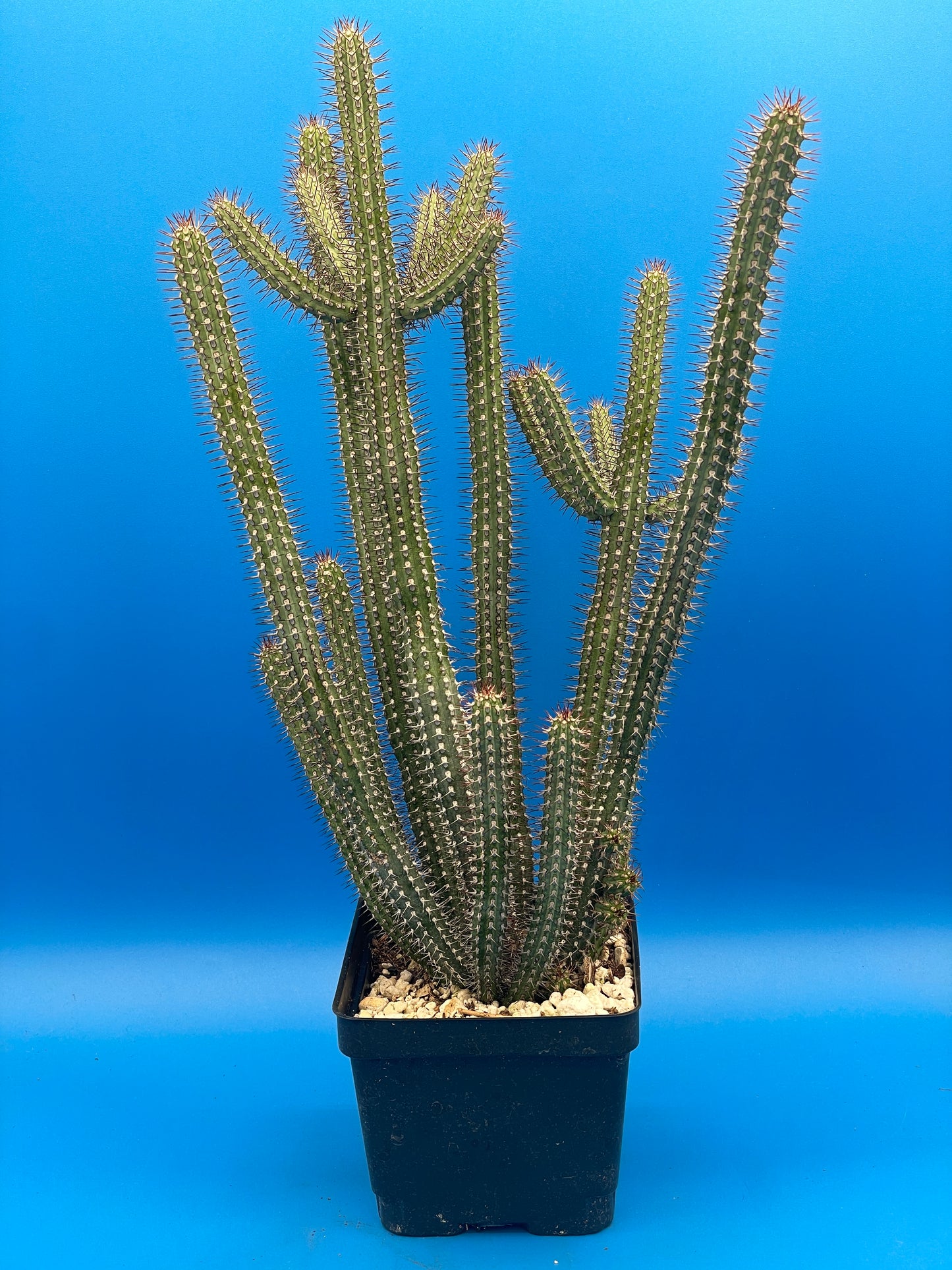 Euphorbia baioensis HUGE! - 4.5 Inch Pot - Super Healthy! USA Grown!