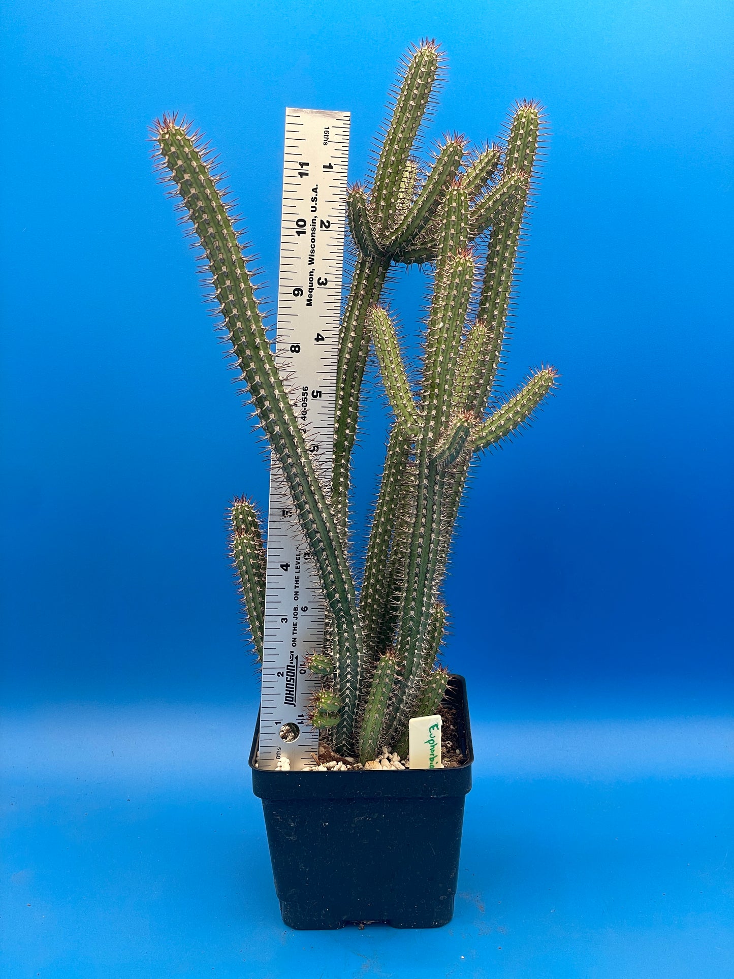 Euphorbia baioensis HUGE! - 4.5 Inch Pot - Super Healthy! USA Grown!
