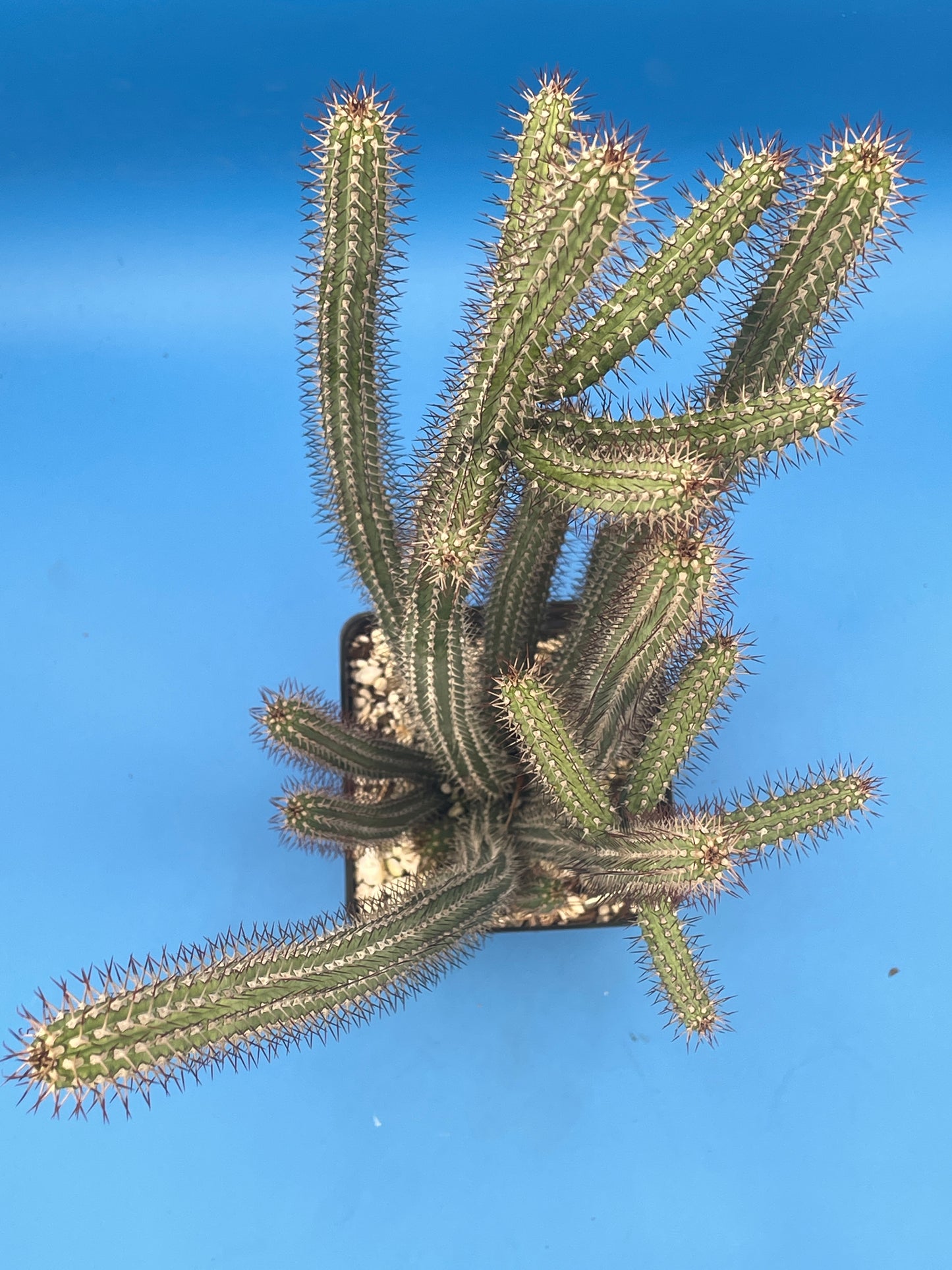 Euphorbia baioensis HUGE! - 4.5 Inch Pot - Super Healthy! USA Grown!