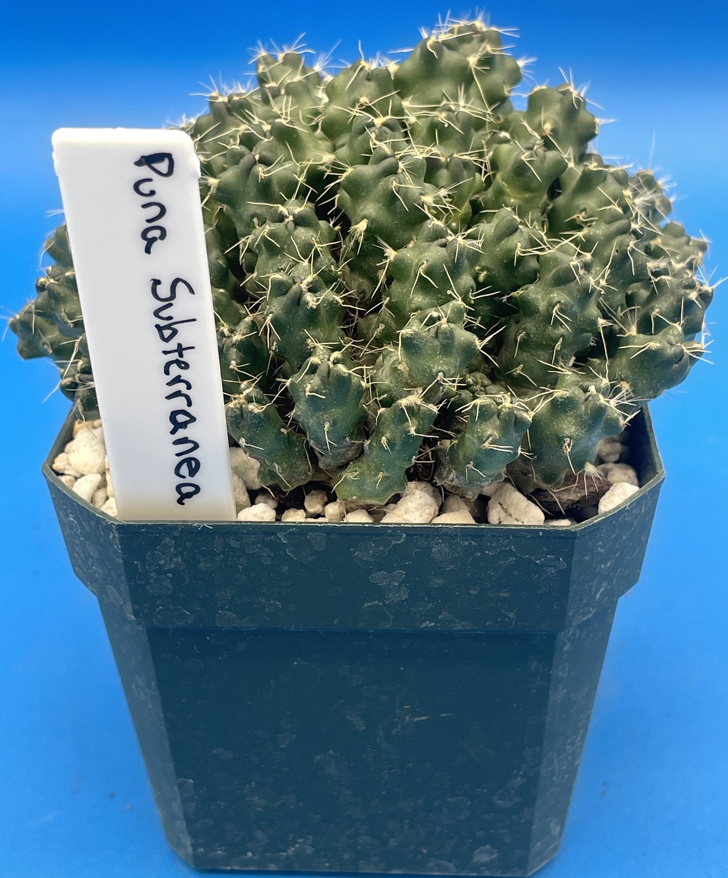 Puna Subterranea 3.5" Pot Maihueniopsis Subterranea- Huge With Tons of Pups!