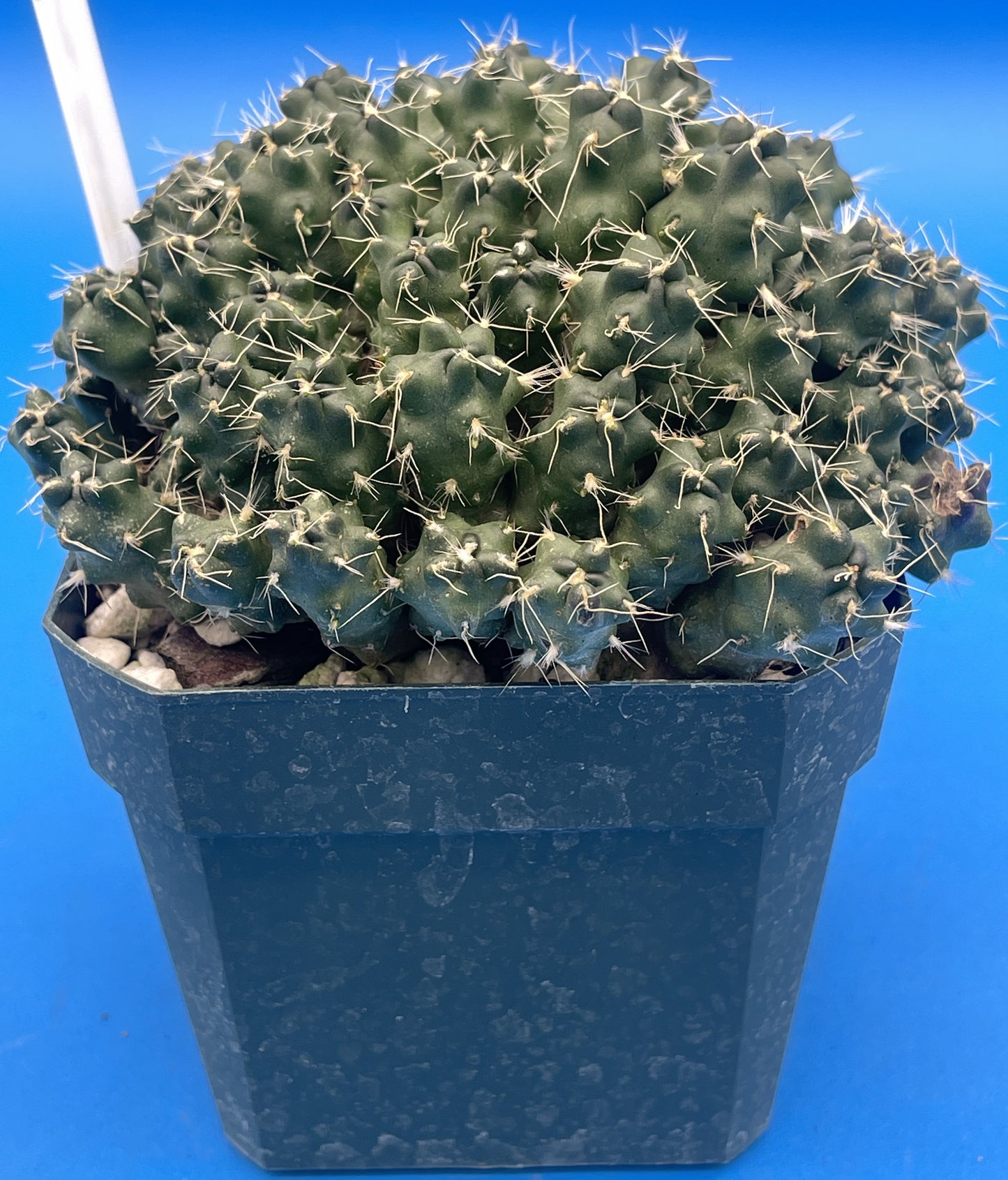 Puna Subterranea 3.5" Pot Maihueniopsis Subterranea- Huge With Tons of Pups!