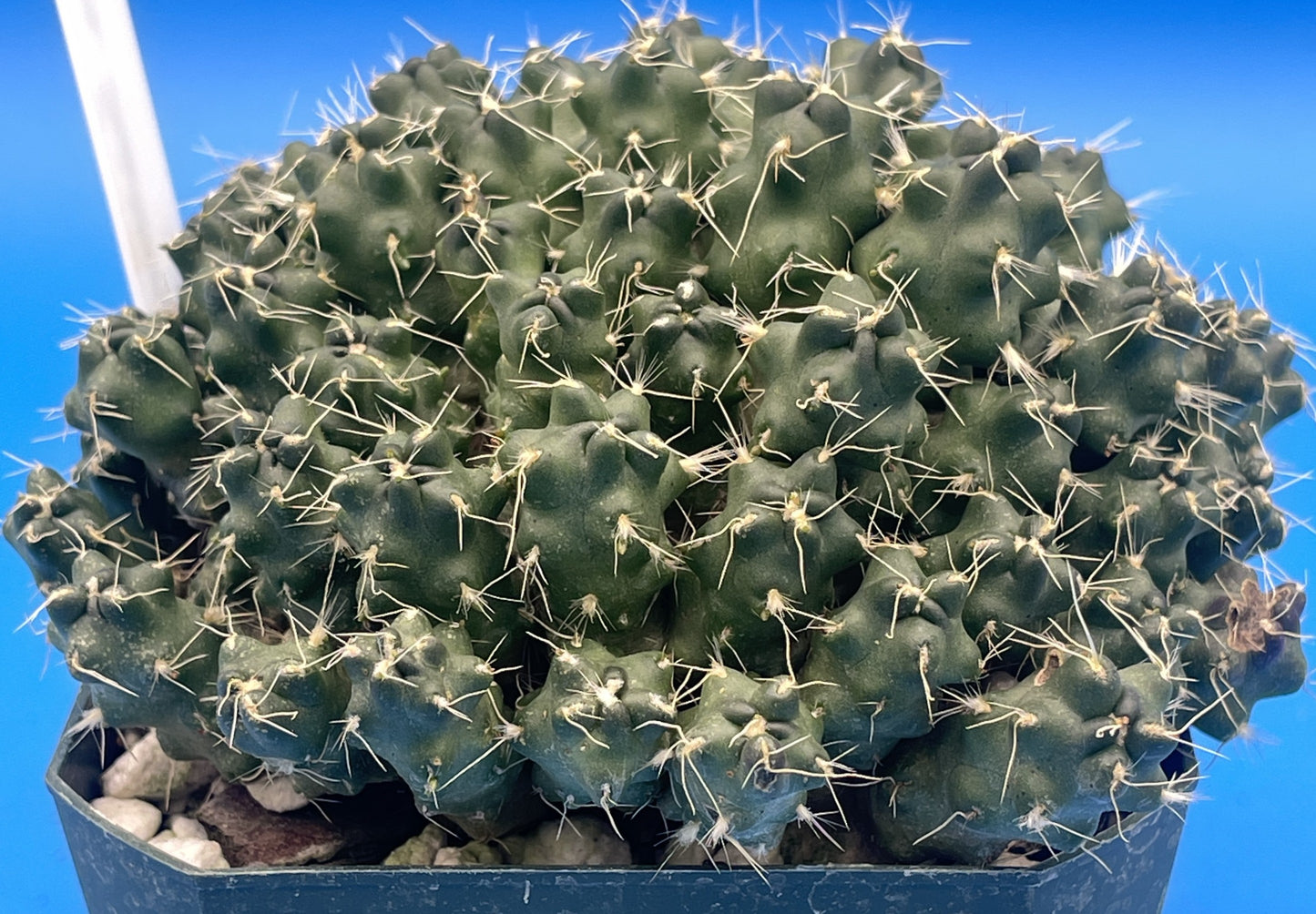 Puna Subterranea 3.5" Pot Maihueniopsis Subterranea- Huge With Tons of Pups!