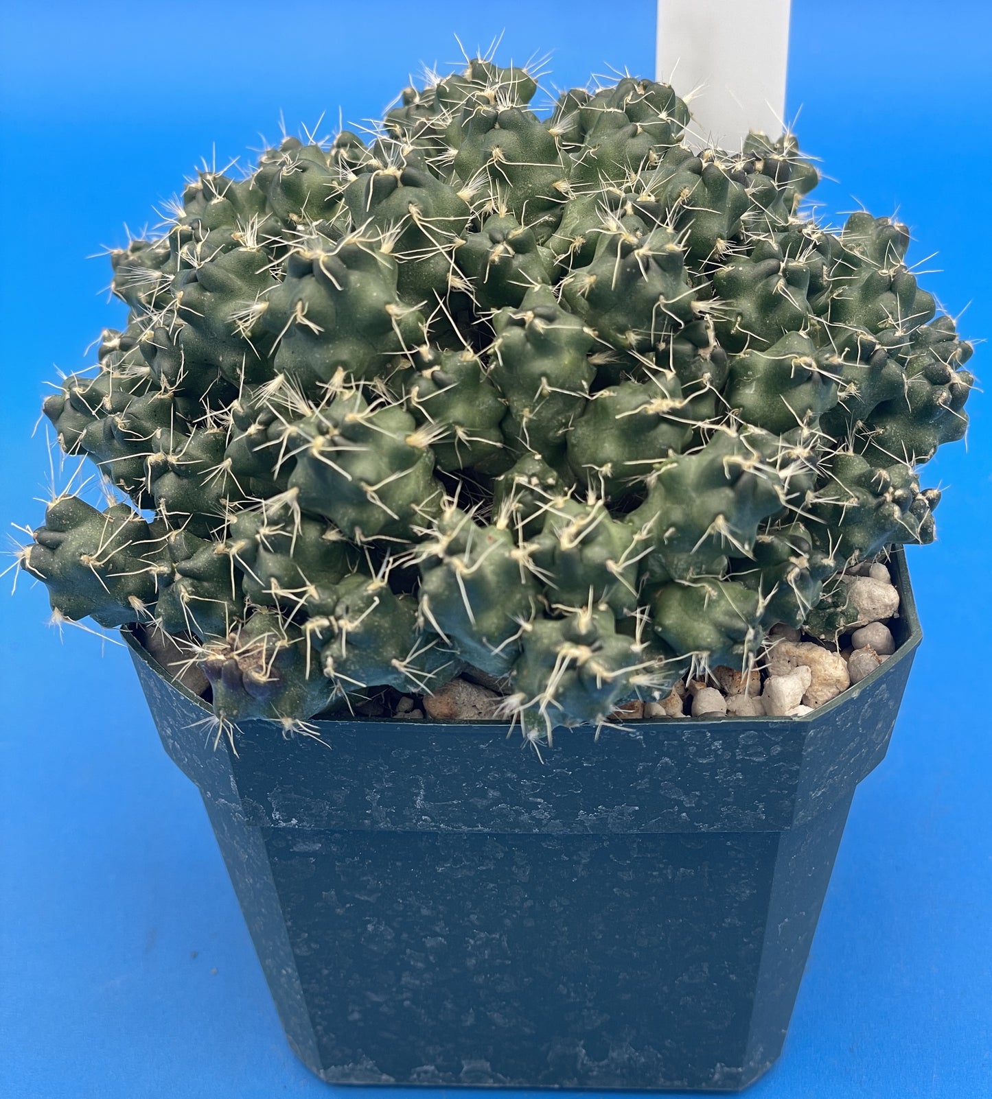 Puna Subterranea 3.5" Pot Maihueniopsis Subterranea- Huge With Tons of Pups!
