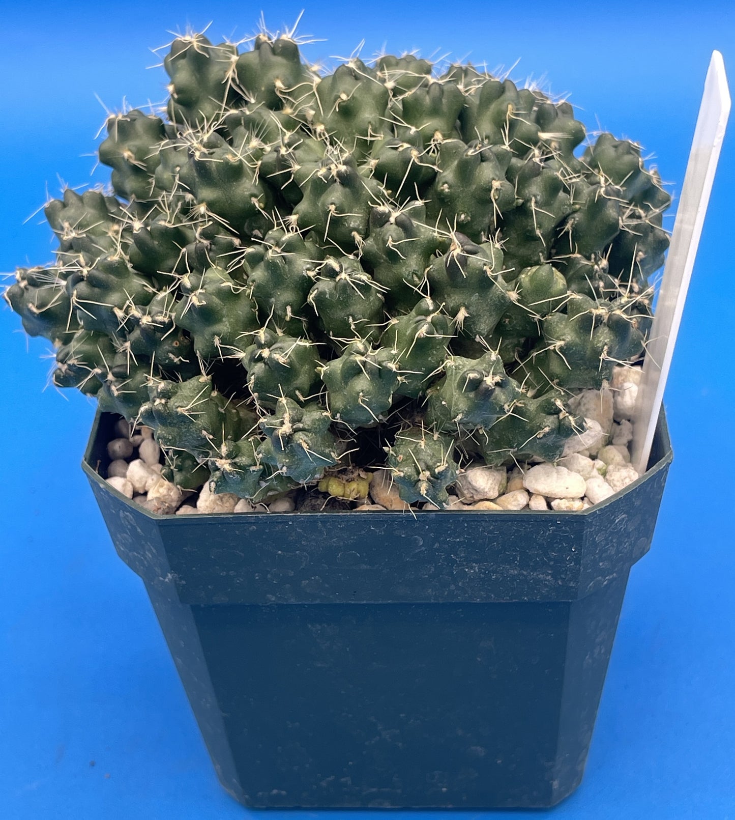 Puna Subterranea 3.5" Pot Maihueniopsis Subterranea- Huge With Tons of Pups!