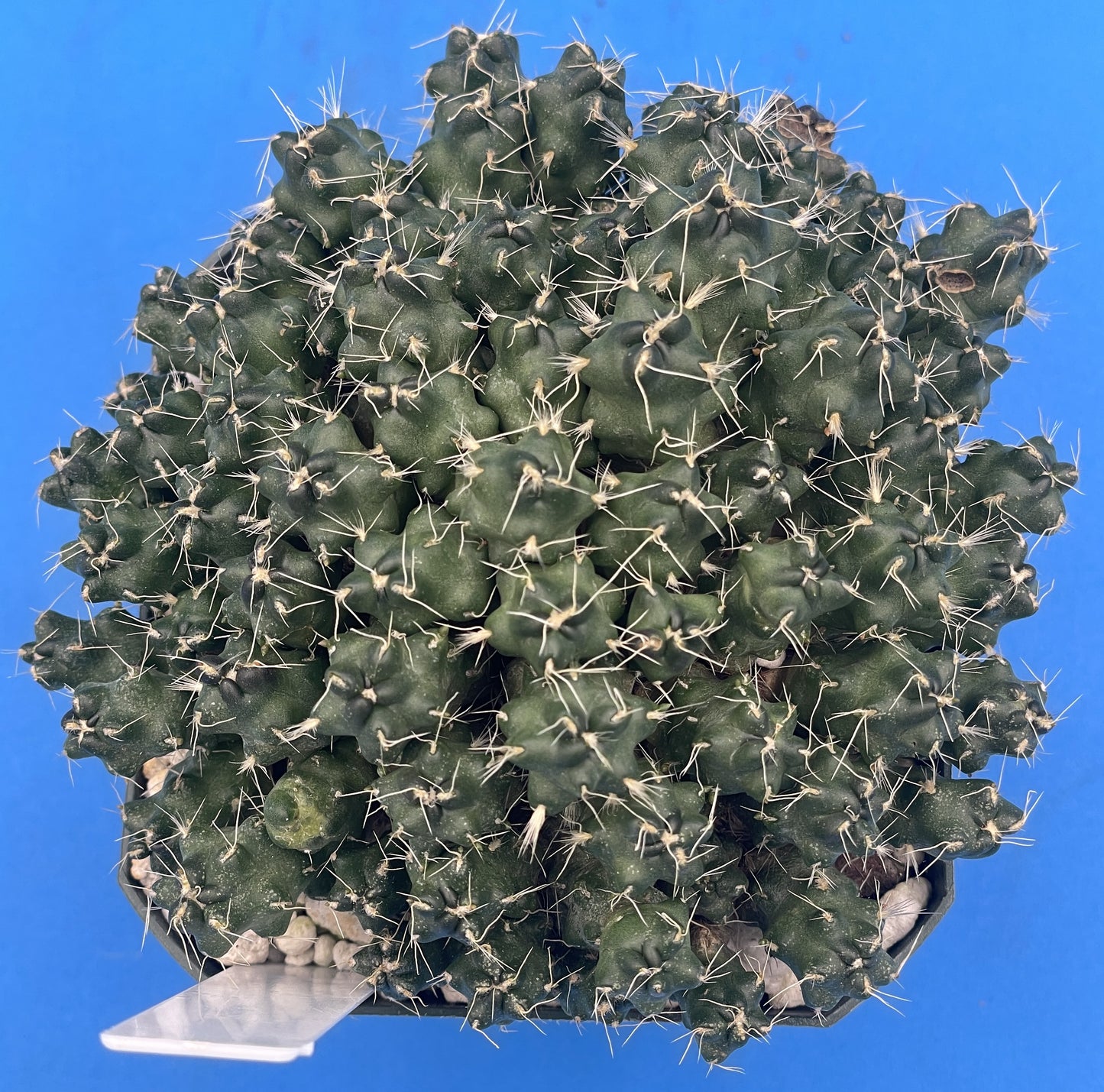 Puna Subterranea 3.5" Pot Maihueniopsis Subterranea- Huge With Tons of Pups!