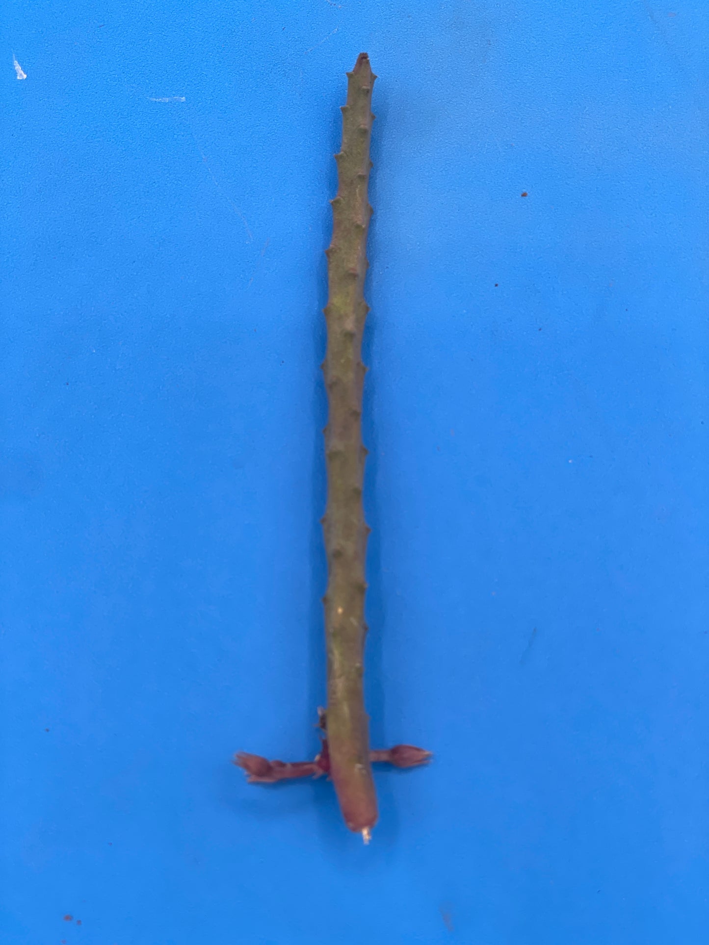 Huernia Pendula Cutting - Bootlace Huernia - 4-5 inches+