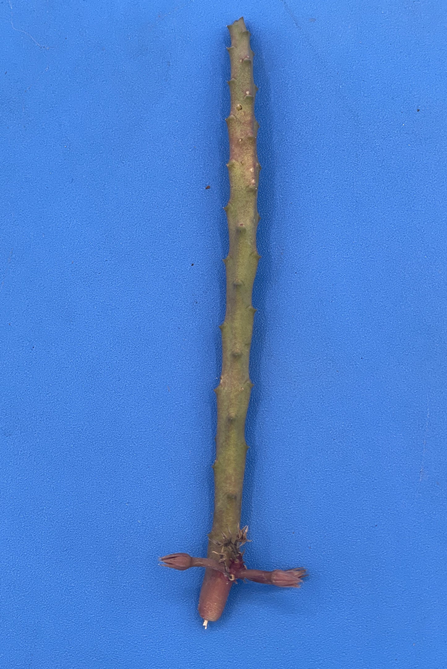 Huernia Pendula Cutting - Bootlace Huernia - 4-5 inches+