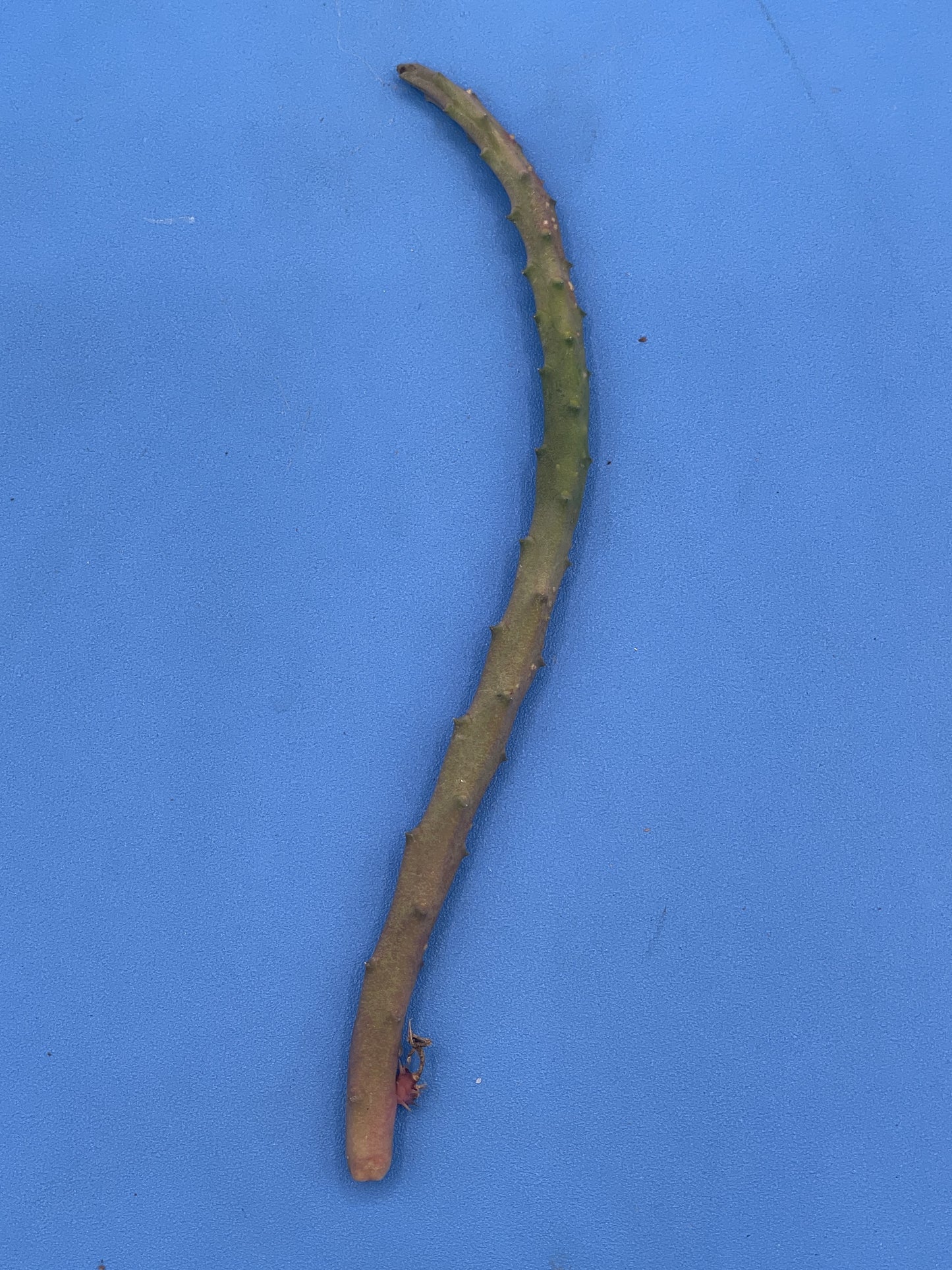 Huernia Pendula Cutting - Bootlace Huernia - 4-5 inches+