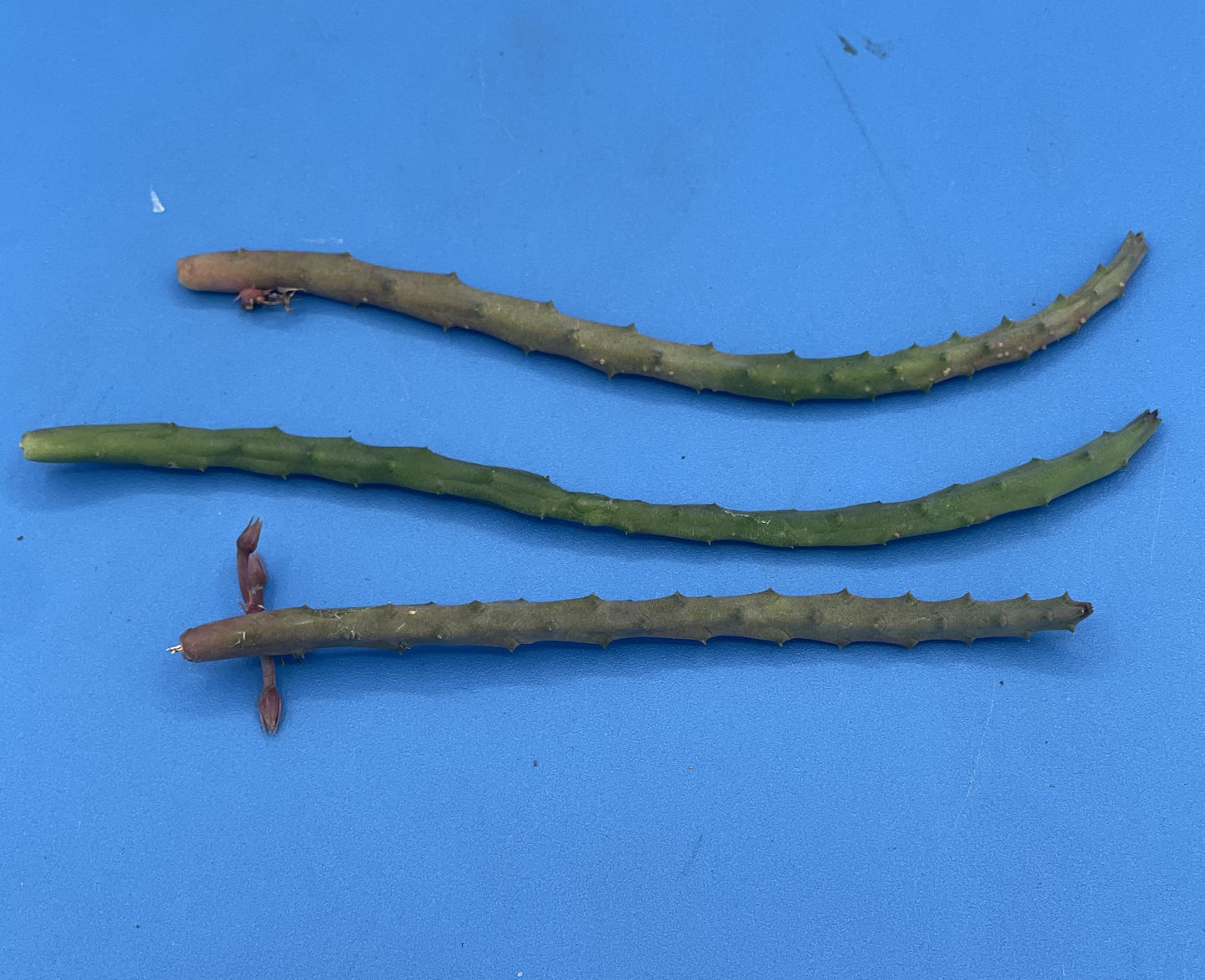 Huernia Pendula Cutting - Bootlace Huernia - 4-5 inches+