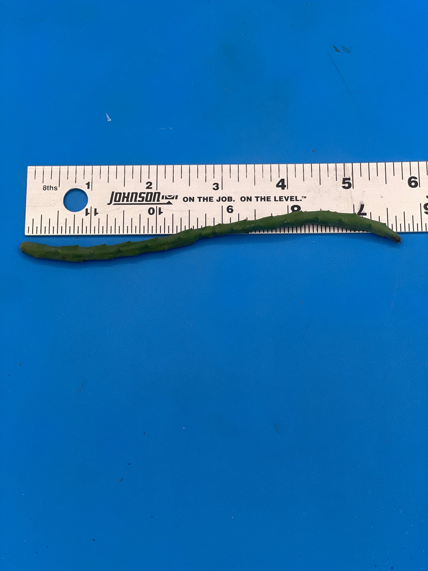 Huernia Pendula Cutting - Bootlace Huernia - 4-5 inches+
