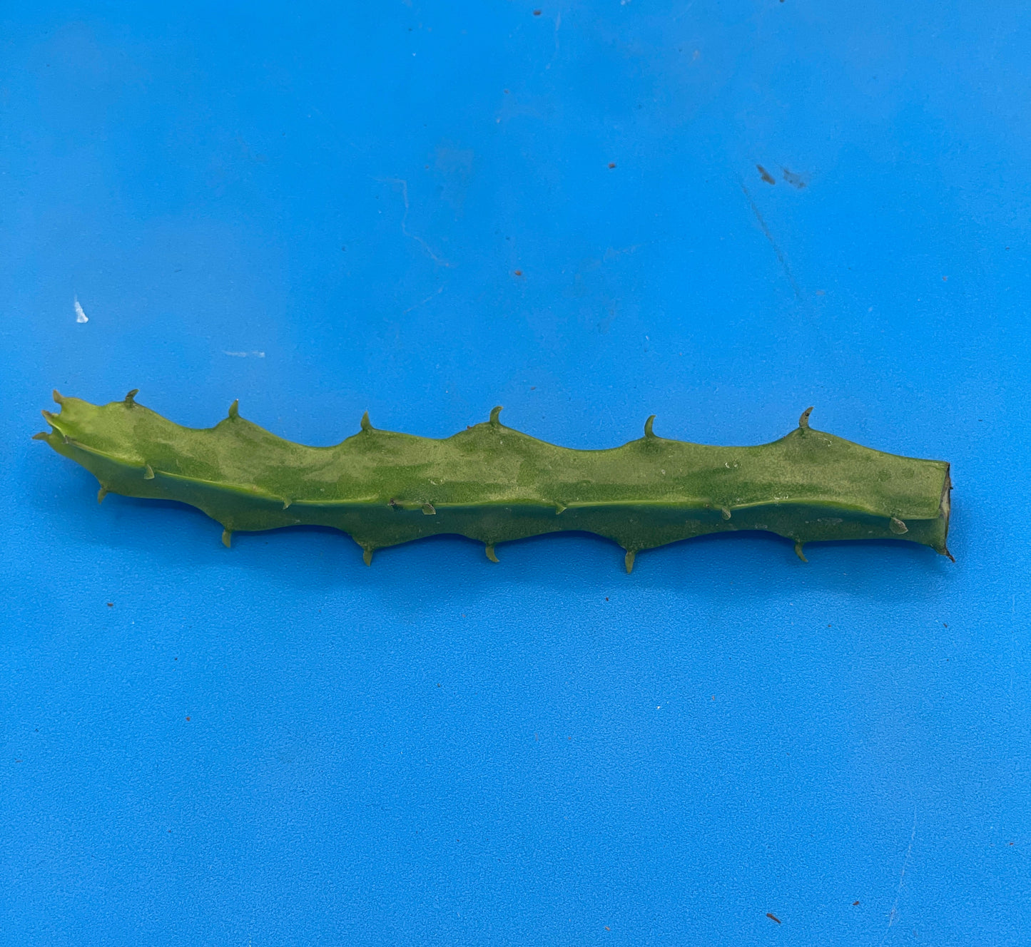 Caralluma Umbellata Cutting - Very Rare - 4-5 inches+ Easy, Healthy! USA Grown