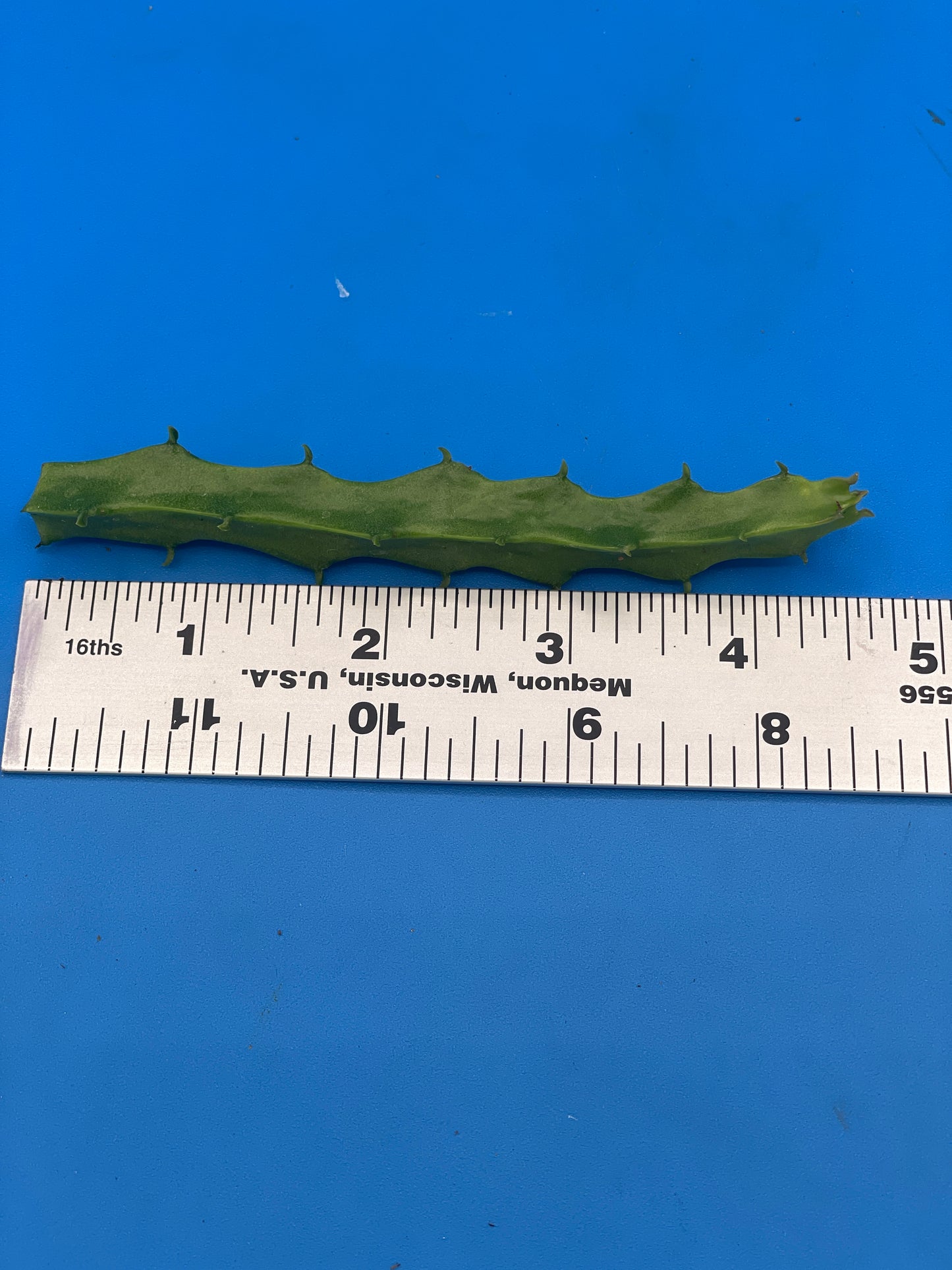 Caralluma Umbellata Cutting - Very Rare - 4-5 inches+ Easy, Healthy! USA Grown
