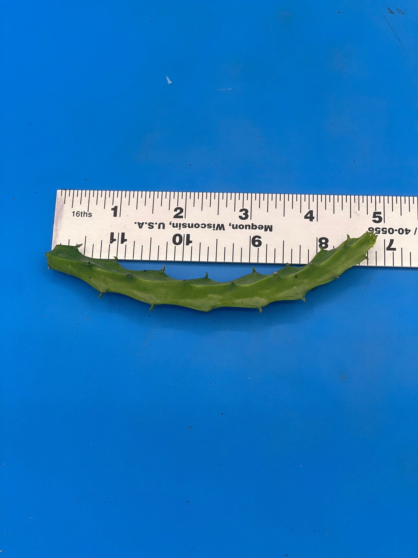 Caralluma Umbellata Cutting - Very Rare - 4-5 inches+ Easy, Healthy! USA Grown