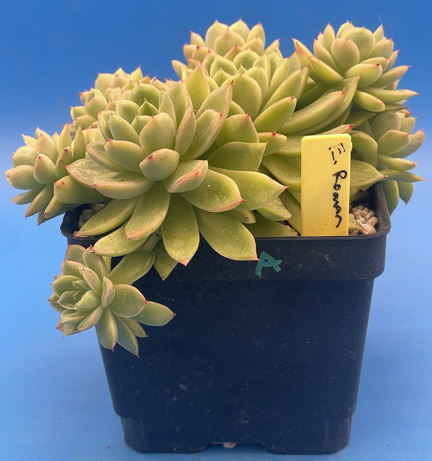 Echeveria Lucidum 'Roman' - Hens And Chicks - Makes Pups! Grown in 4.5” pot (A) Cannot Ship To California or Arizona!