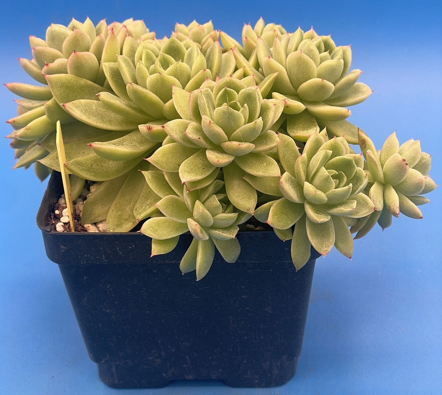 Echeveria Lucidum 'Roman' - Hens And Chicks - Makes Pups! Grown in 4.5” pot (A) Cannot Ship To California or Arizona!