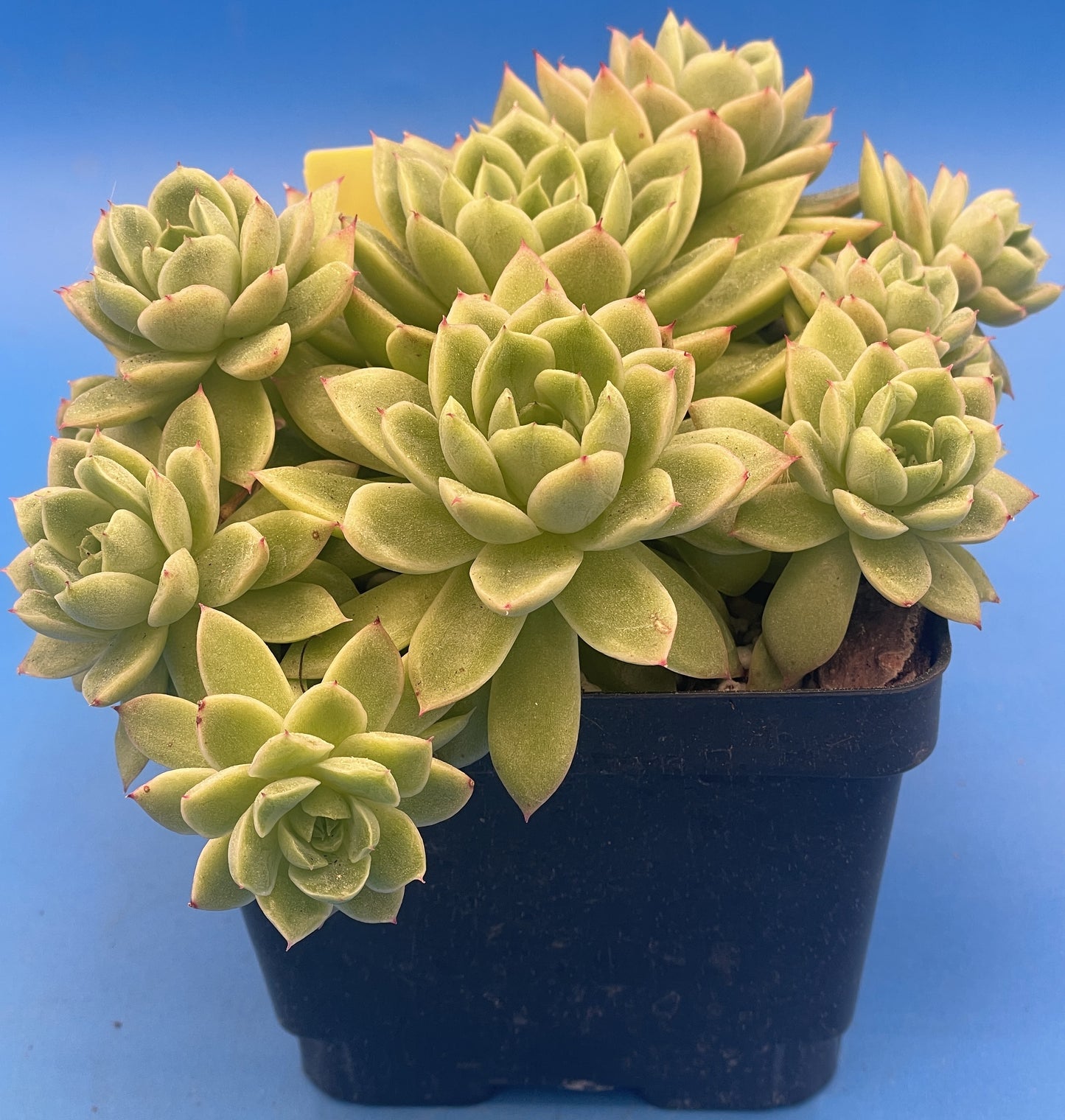 Echeveria Lucidum 'Roman' - Hens And Chicks - Makes Pups! Grown in 4.5” pot (A) Cannot Ship To California or Arizona!