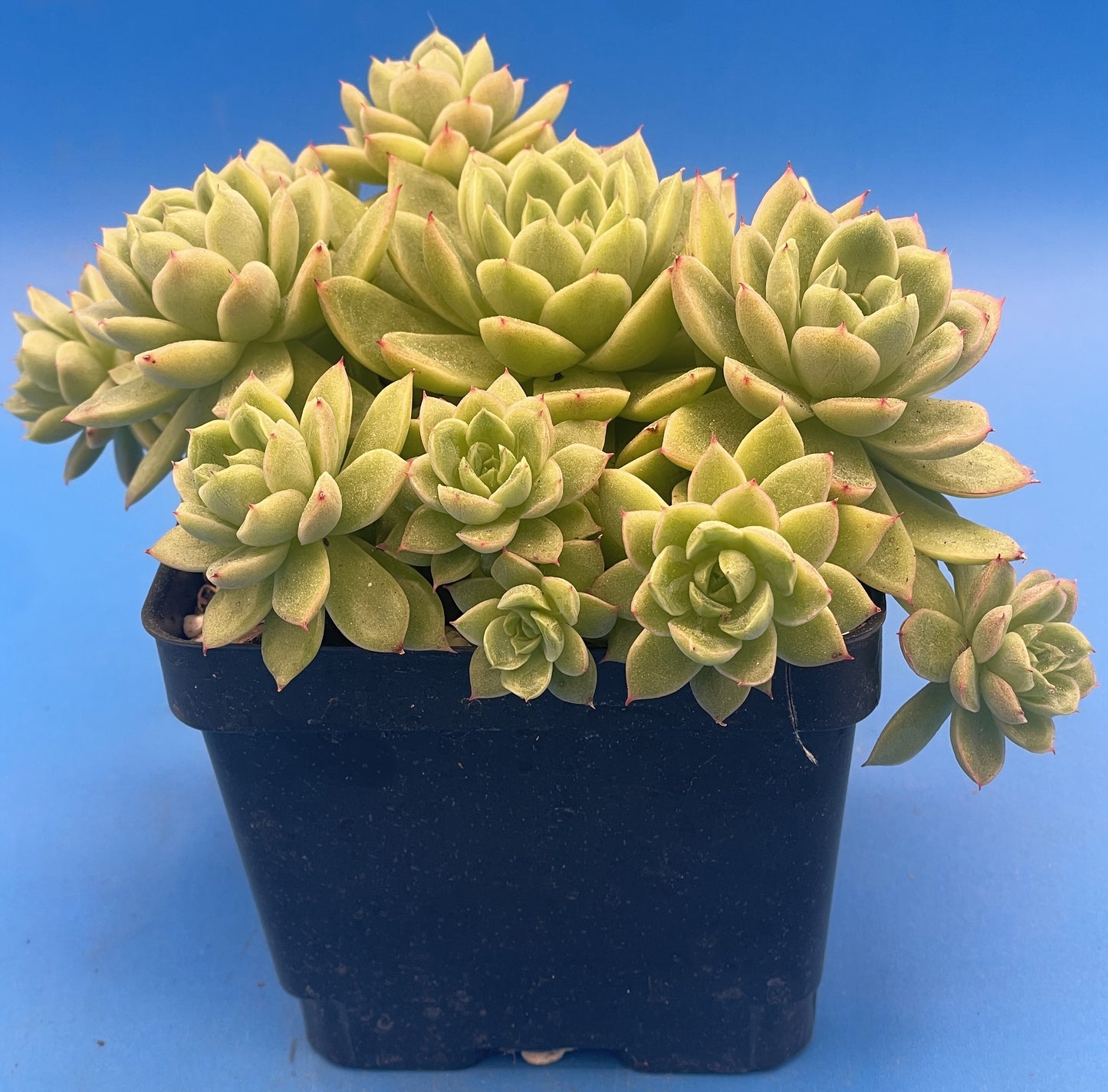 Echeveria Lucidum 'Roman' - Hens And Chicks - Makes Pups! Grown in 4.5” pot (A) Cannot Ship To California or Arizona!