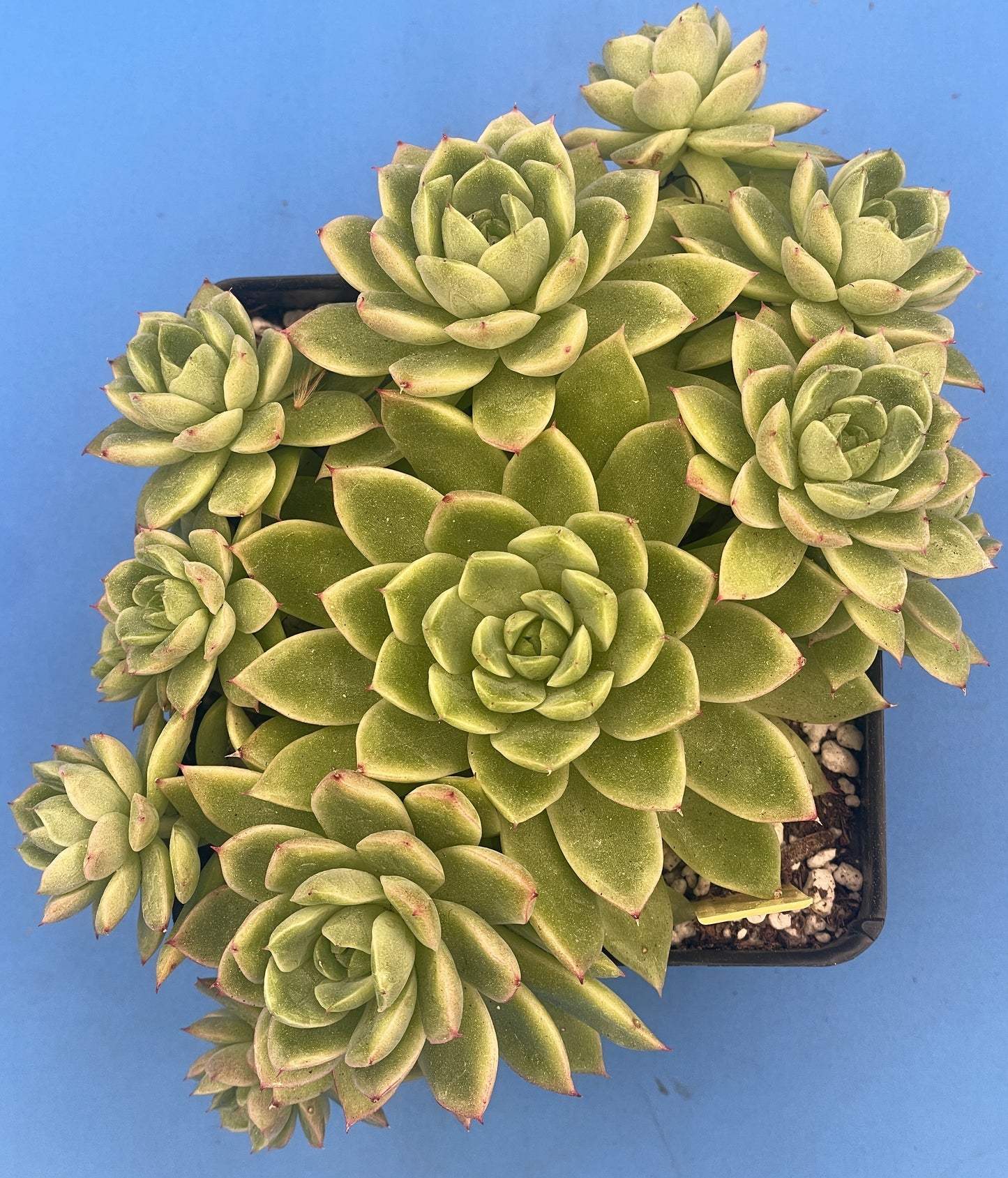 Echeveria Lucidum 'Roman' - Hens And Chicks - Makes Pups! Grown in 4.5” pot (A) Cannot Ship To California or Arizona!