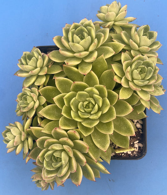 Echeveria Lucidum 'Roman' - Hens And Chicks - Makes Pups! Grown in 4.5” pot (A) Cannot Ship To California or Arizona!