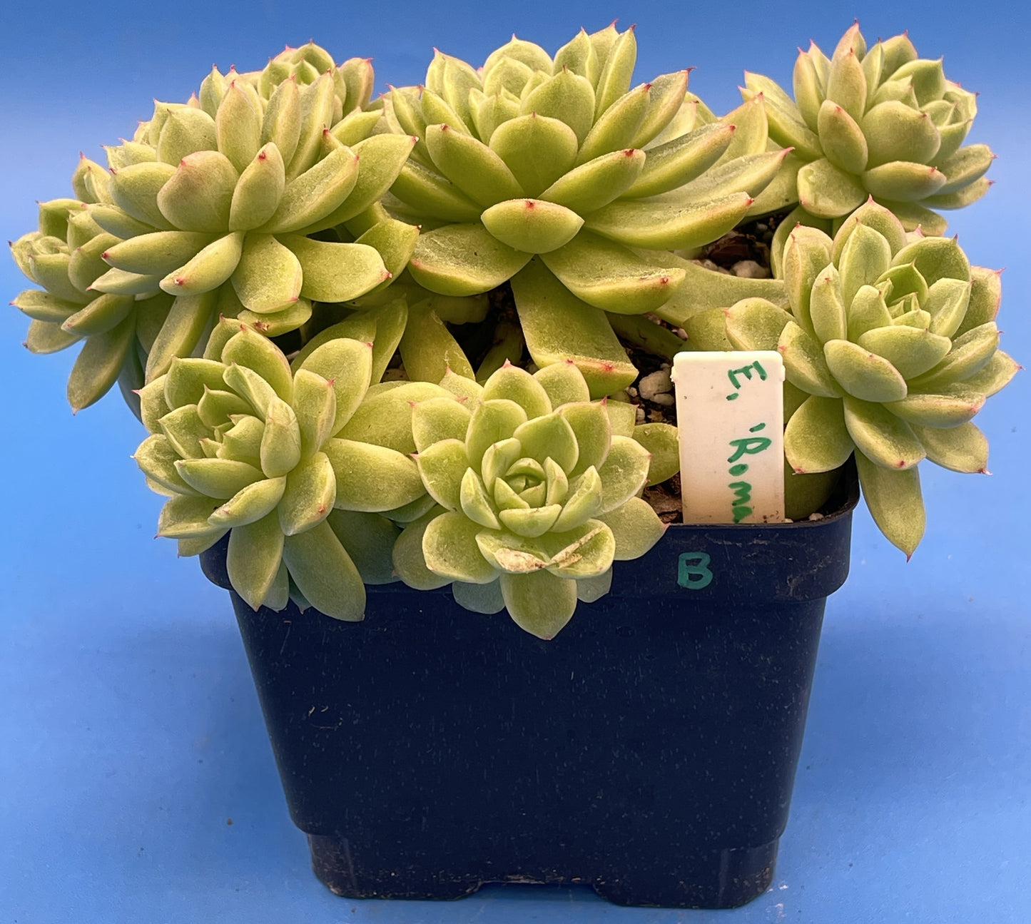 Echeveria Lucidum 'Roman' - Hens And Chicks - Makes Pups! Grown in 4.5” pot (B)