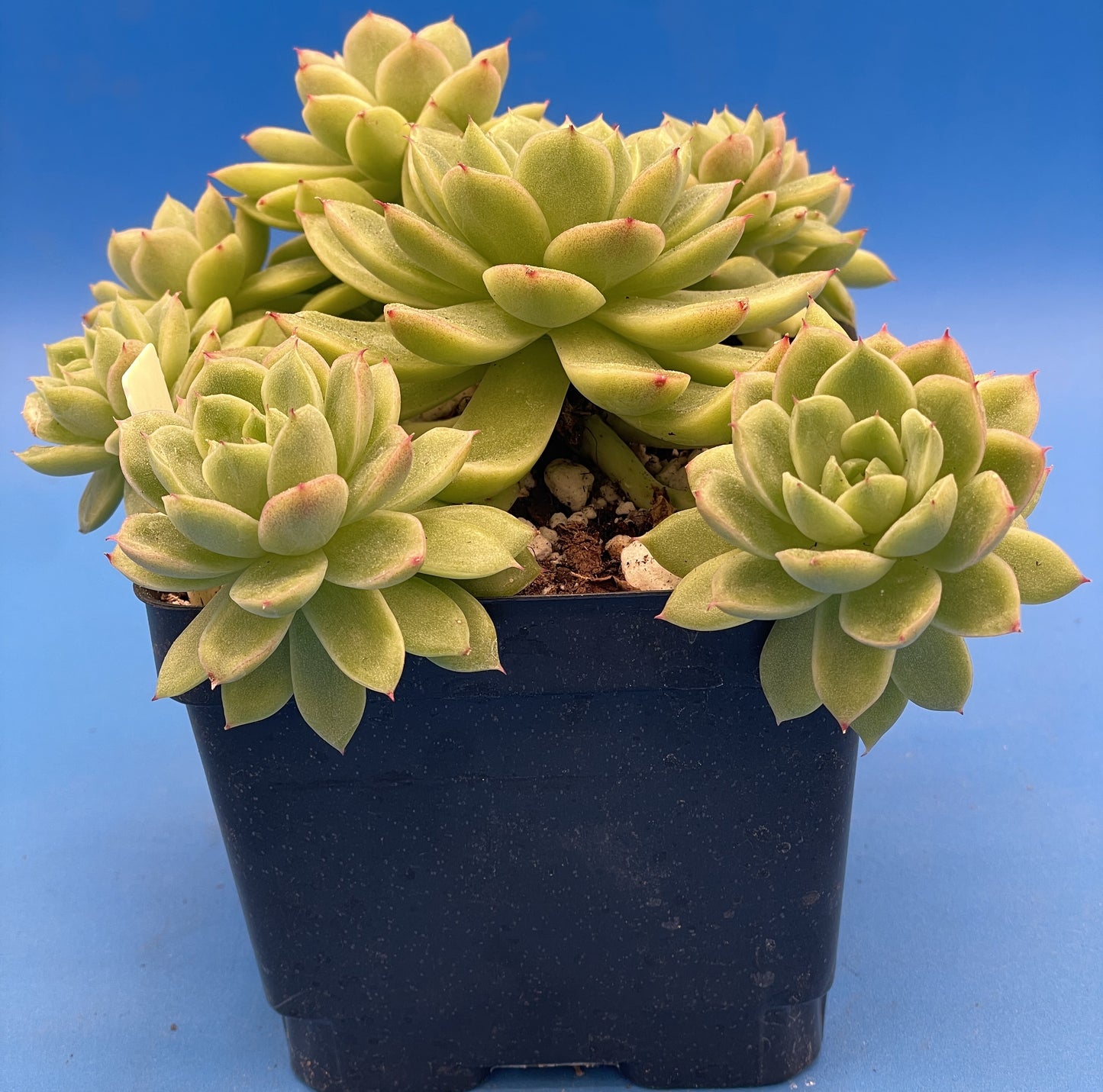 Echeveria Lucidum 'Roman' - Hens And Chicks - Makes Pups! Grown in 4.5” pot (B)
