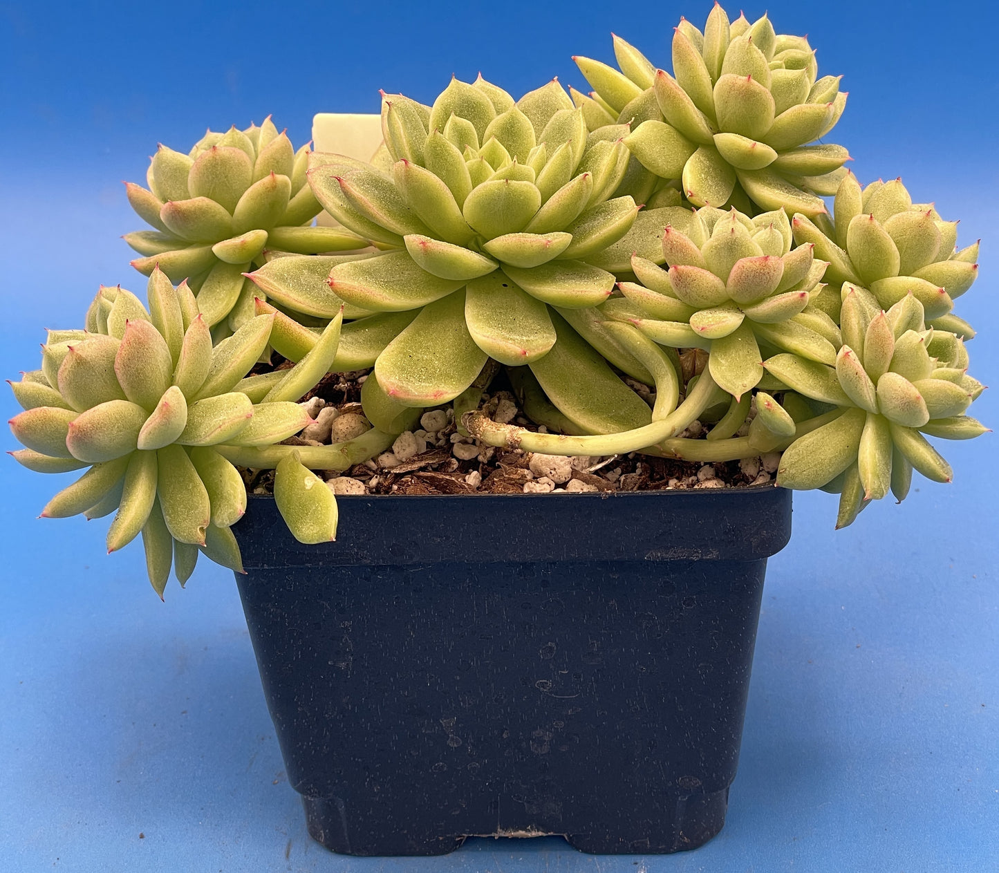 Echeveria Lucidum 'Roman' - Hens And Chicks - Makes Pups! Grown in 4.5” pot (B)