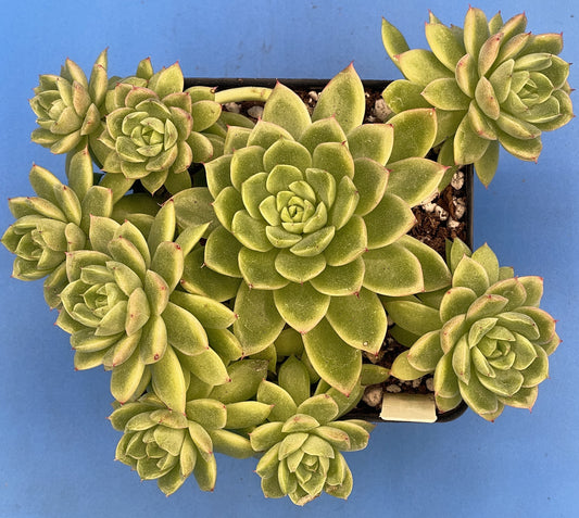 Echeveria Lucidum 'Roman' - Hens And Chicks - Makes Pups! Grown in 4.5” pot (B)