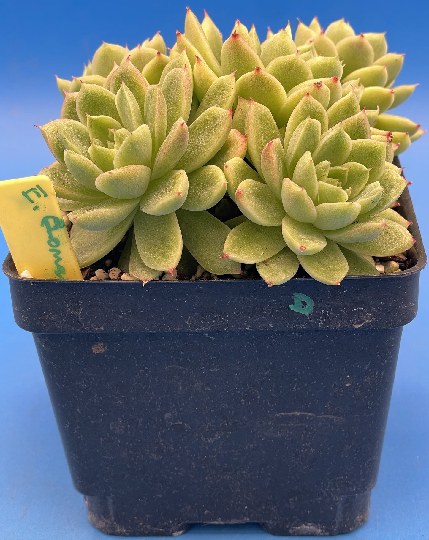 Echeveria Lucidum 'Roman' - Hens And Chicks - Makes Pups! Grown in 4.5” pot (D)