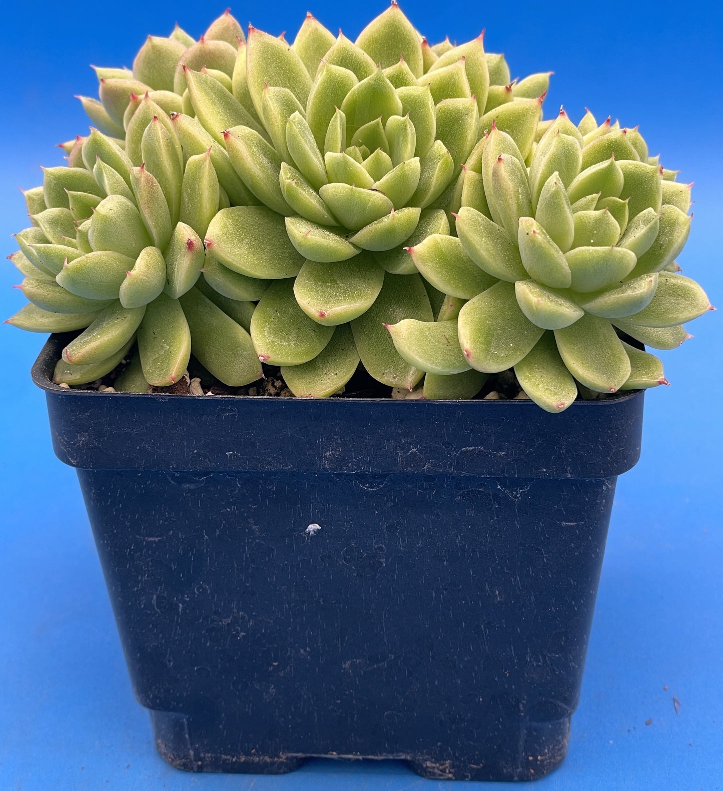 Echeveria Lucidum 'Roman' - Hens And Chicks - Makes Pups! Grown in 4.5” pot (D)