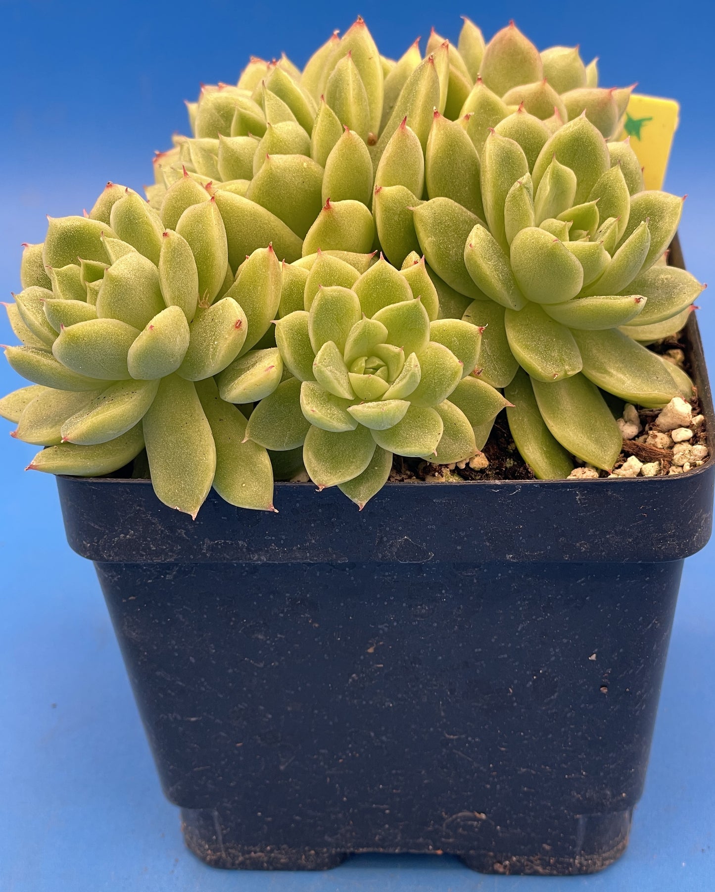 Echeveria Lucidum 'Roman' - Hens And Chicks - Makes Pups! Grown in 4.5” pot (D)