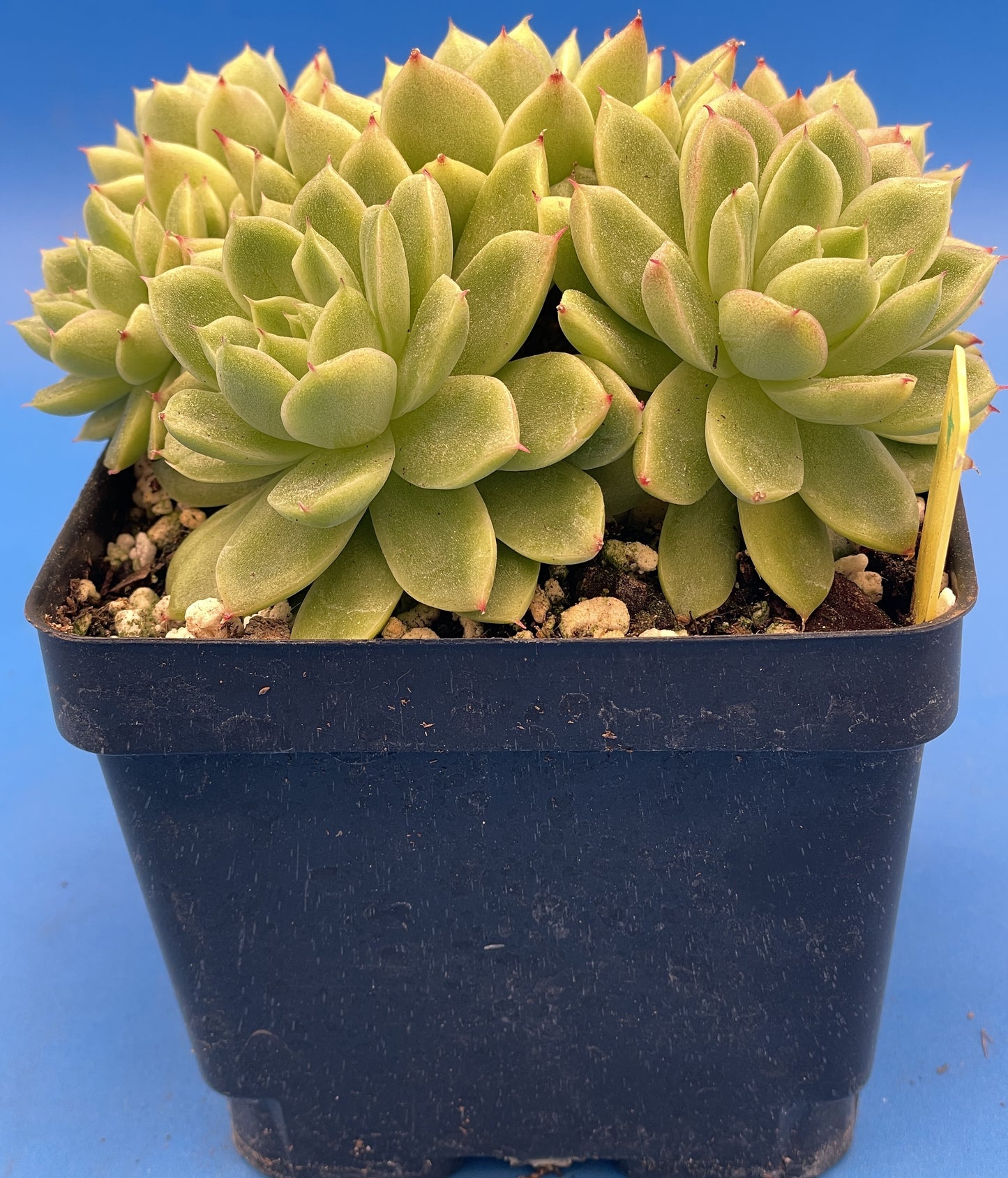 Echeveria Lucidum 'Roman' - Hens And Chicks - Makes Pups! Grown in 4.5” pot (D)