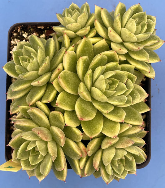 Echeveria Lucidum 'Roman' - Hens And Chicks - Makes Pups! Grown in 4.5” pot (D)