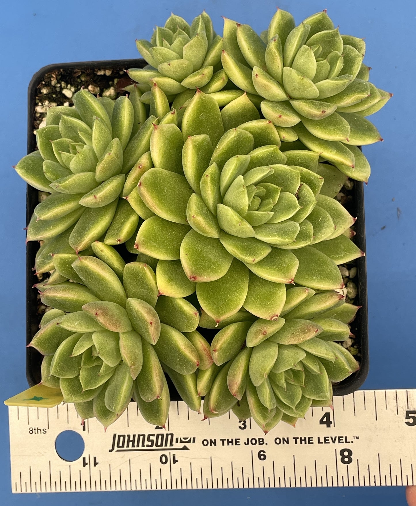Echeveria Lucidum 'Roman' - Hens And Chicks - Makes Pups! Grown in 4.5” pot (D)