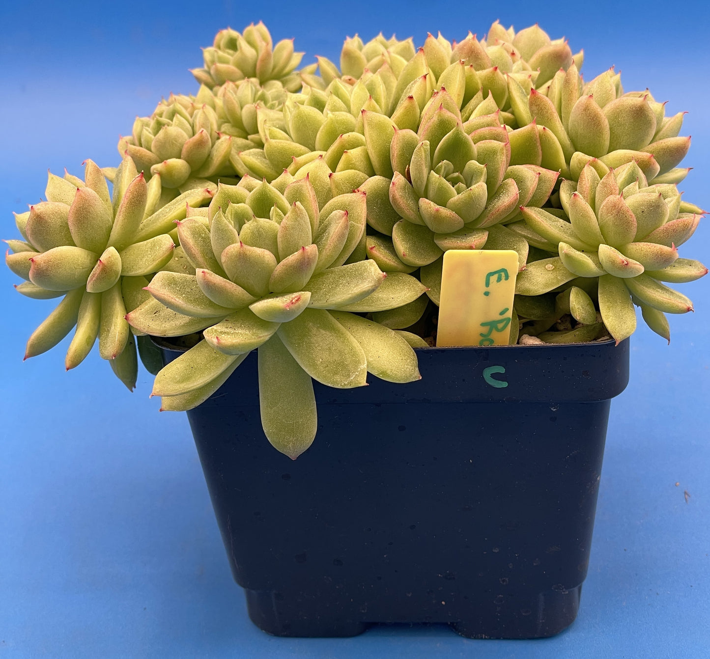 Echeveria Lucidum 'Roman' - Hens And Chicks - Makes Pups! Grown in 4.5” pot (C)