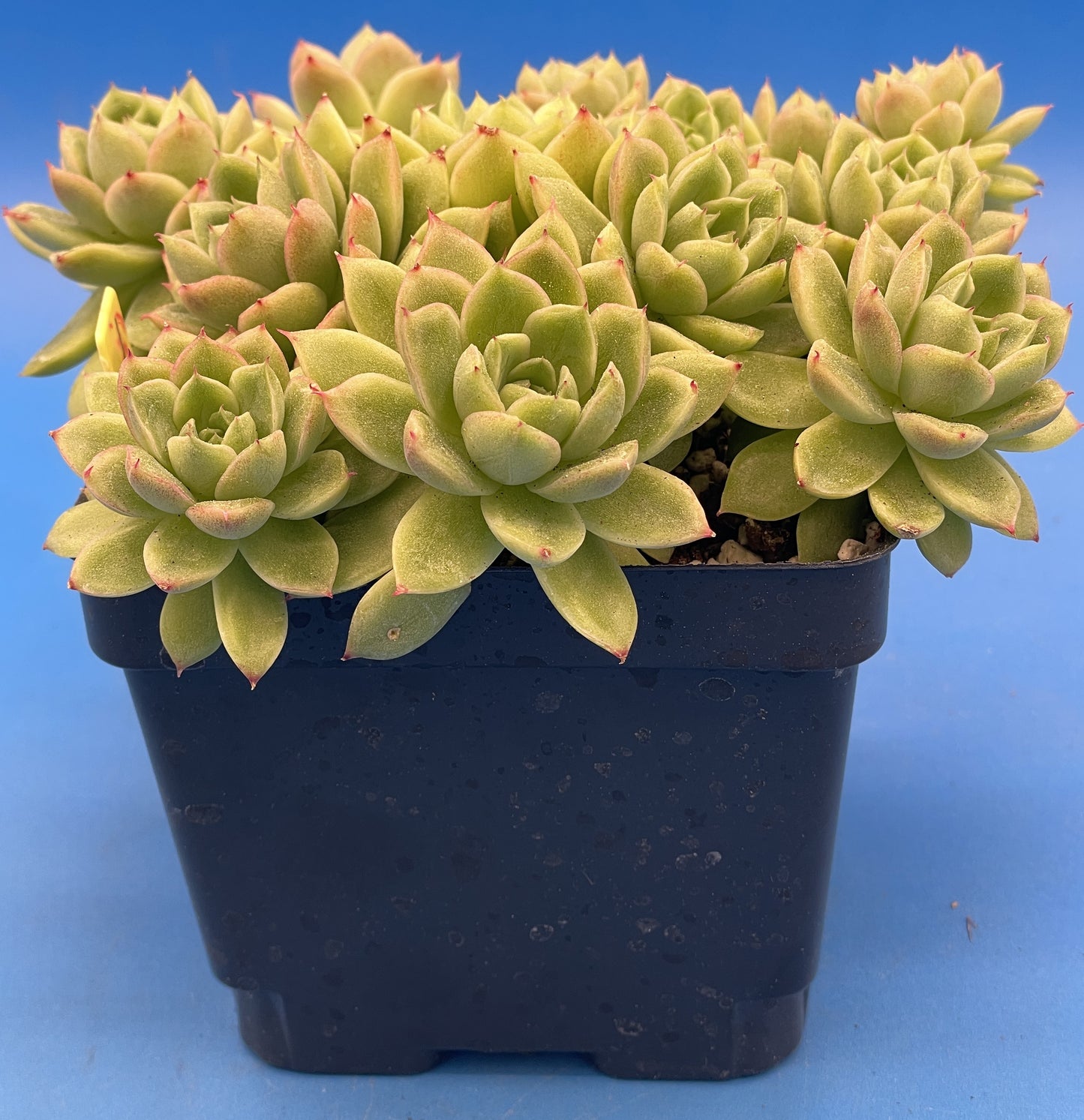 Echeveria Lucidum 'Roman' - Hens And Chicks - Makes Pups! Grown in 4.5” pot (C)