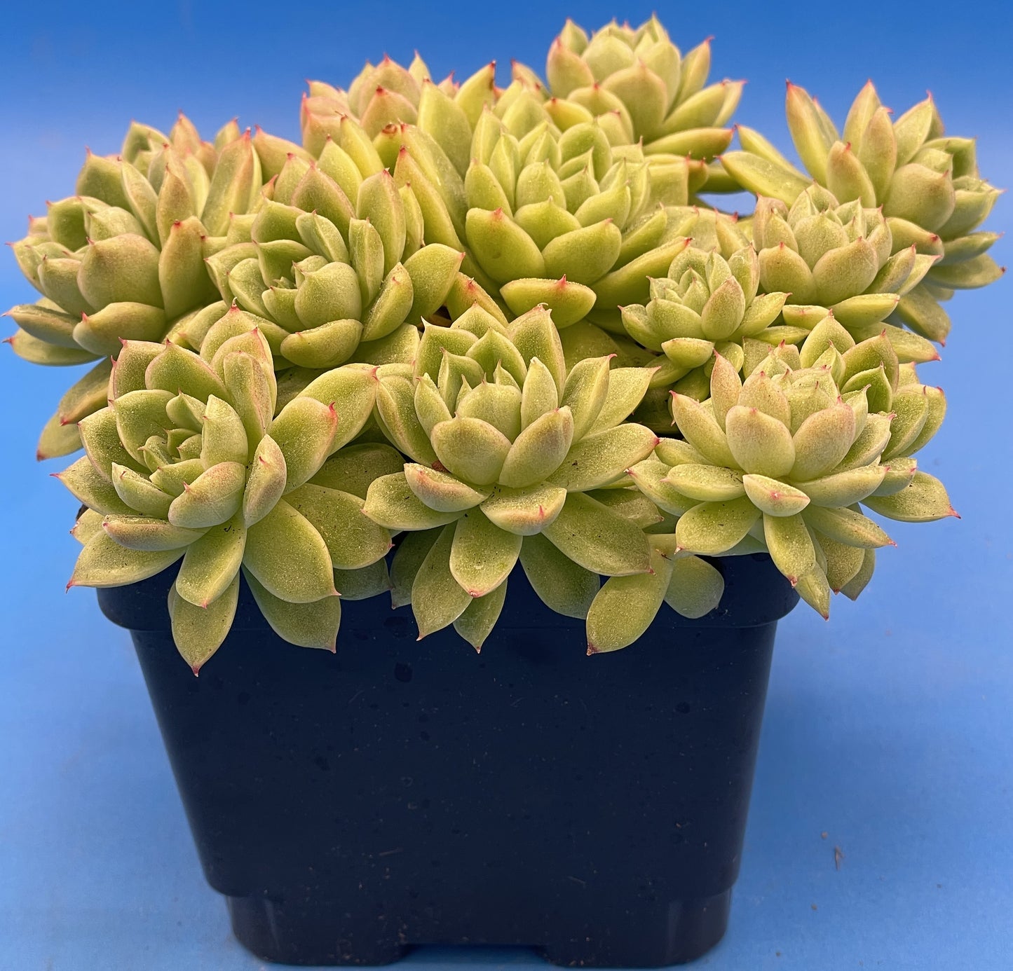 Echeveria Lucidum 'Roman' - Hens And Chicks - Makes Pups! Grown in 4.5” pot (C)